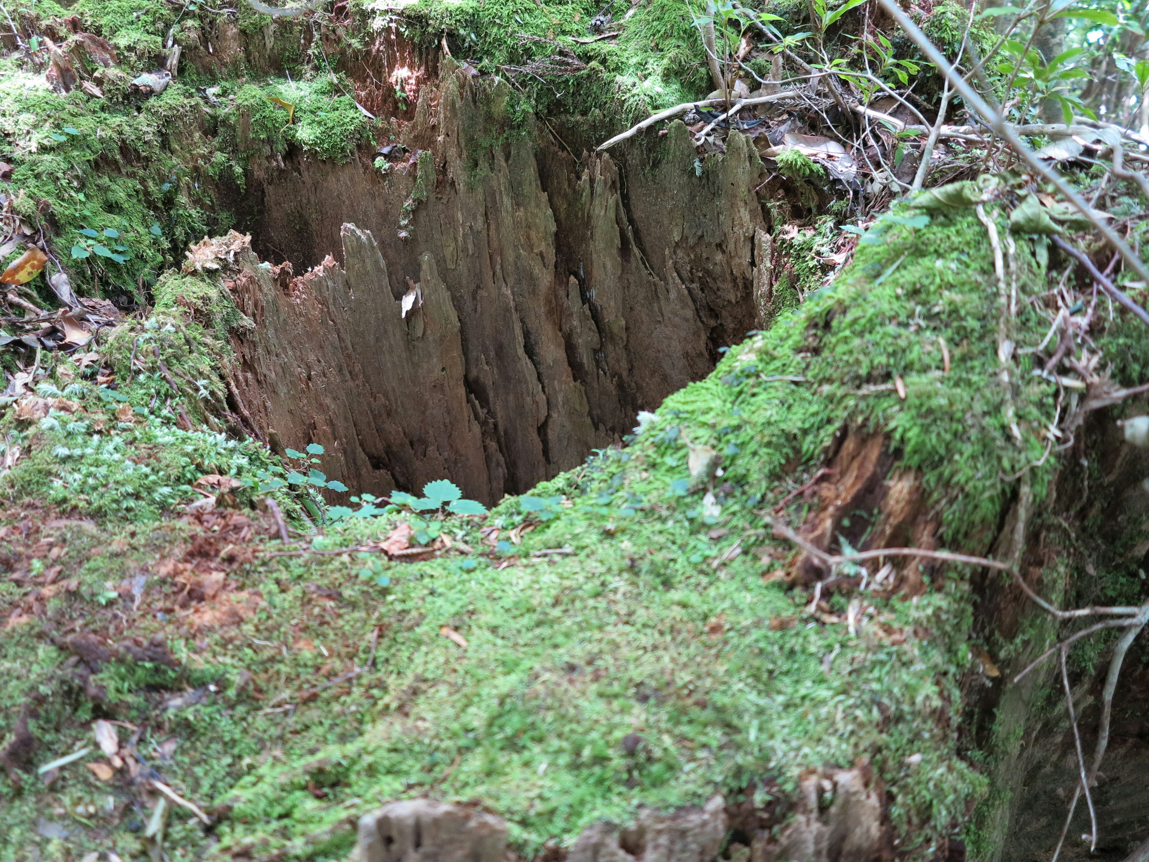 緑の苔に覆われた木の切り株の穴