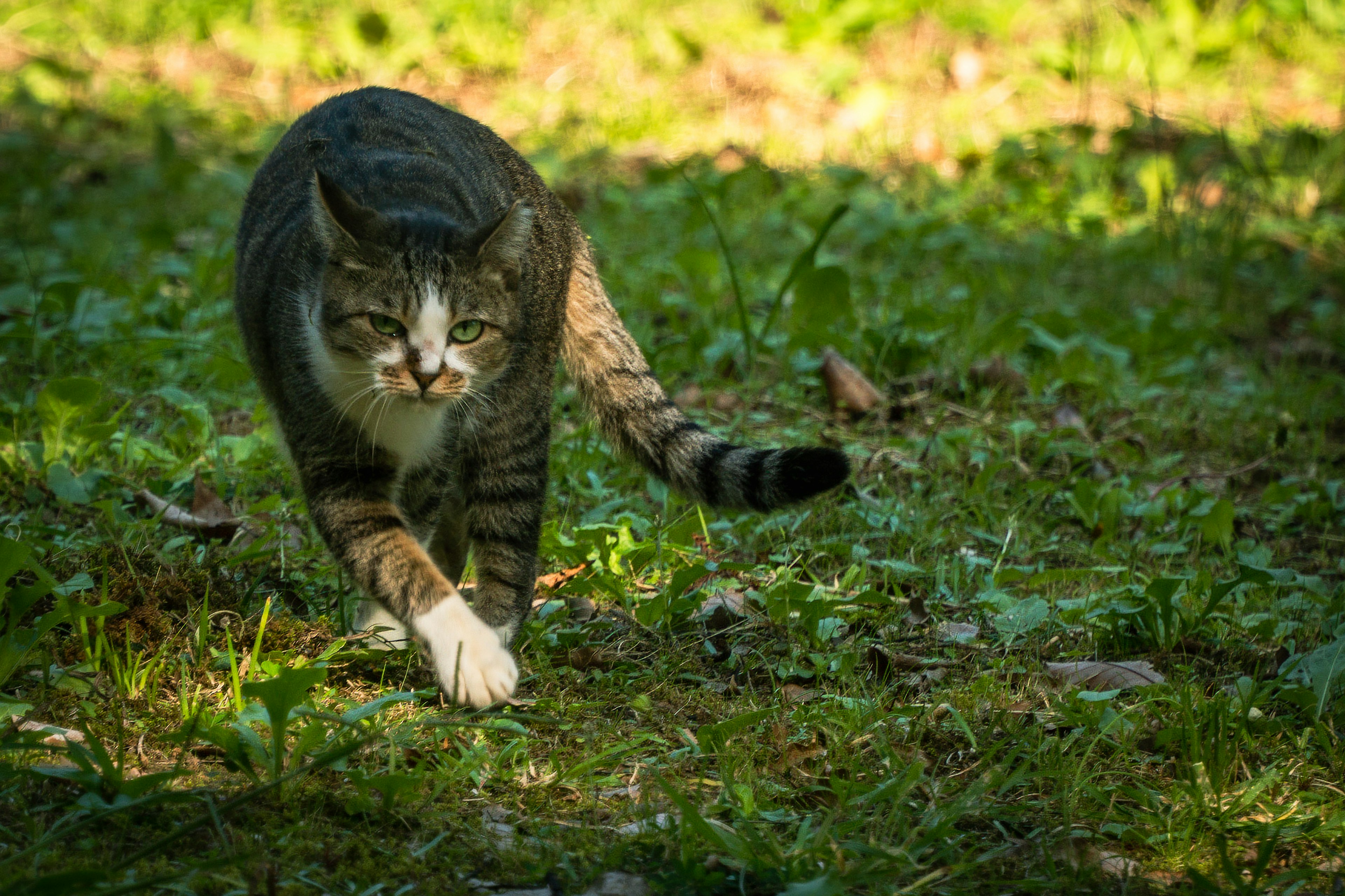 草の上を歩く灰色の猫の写真