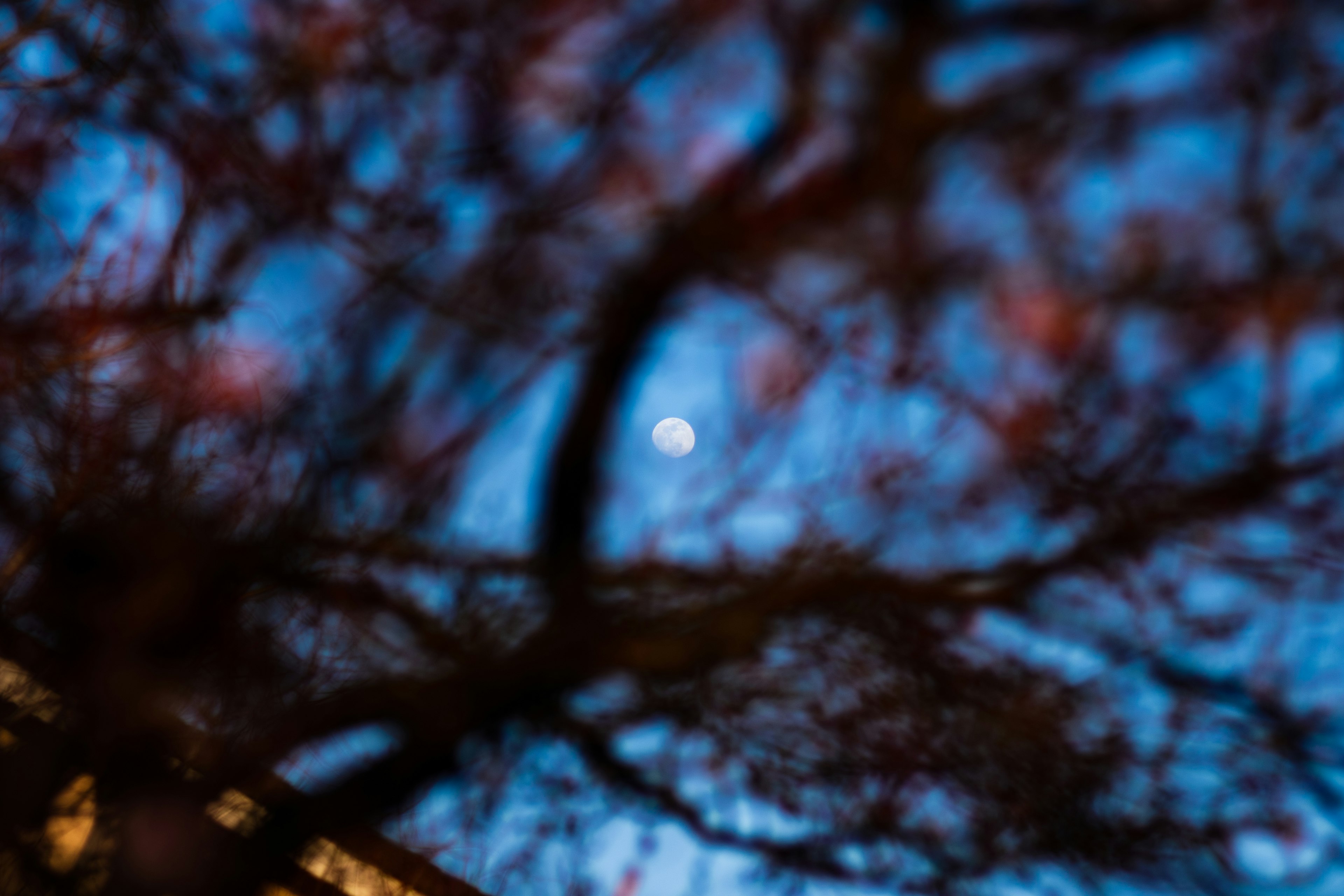 Moon seen through blurred tree branches with a blue sky