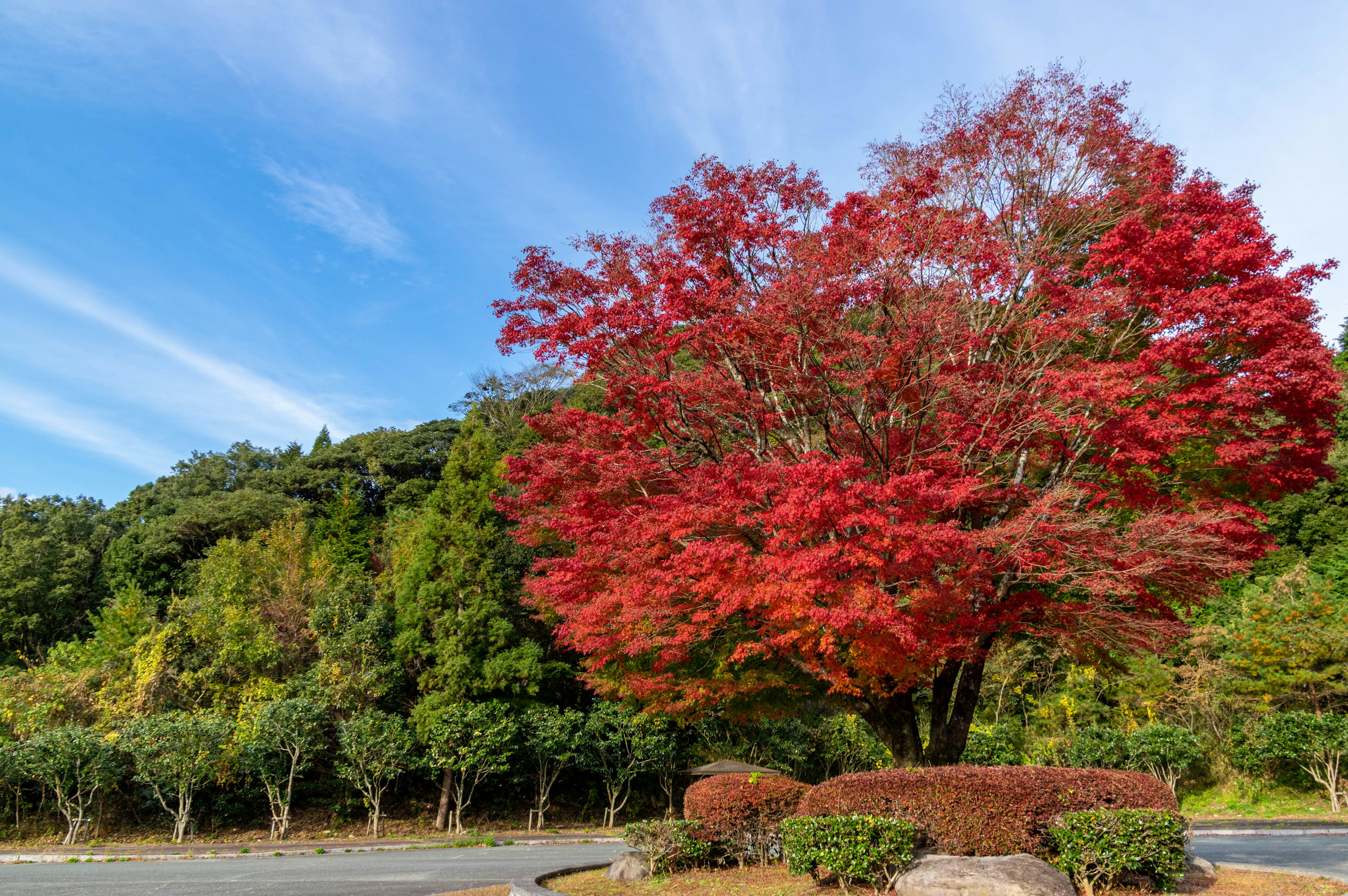 Großer Baum mit lebhaften roten Blättern vor einem blauen Himmel