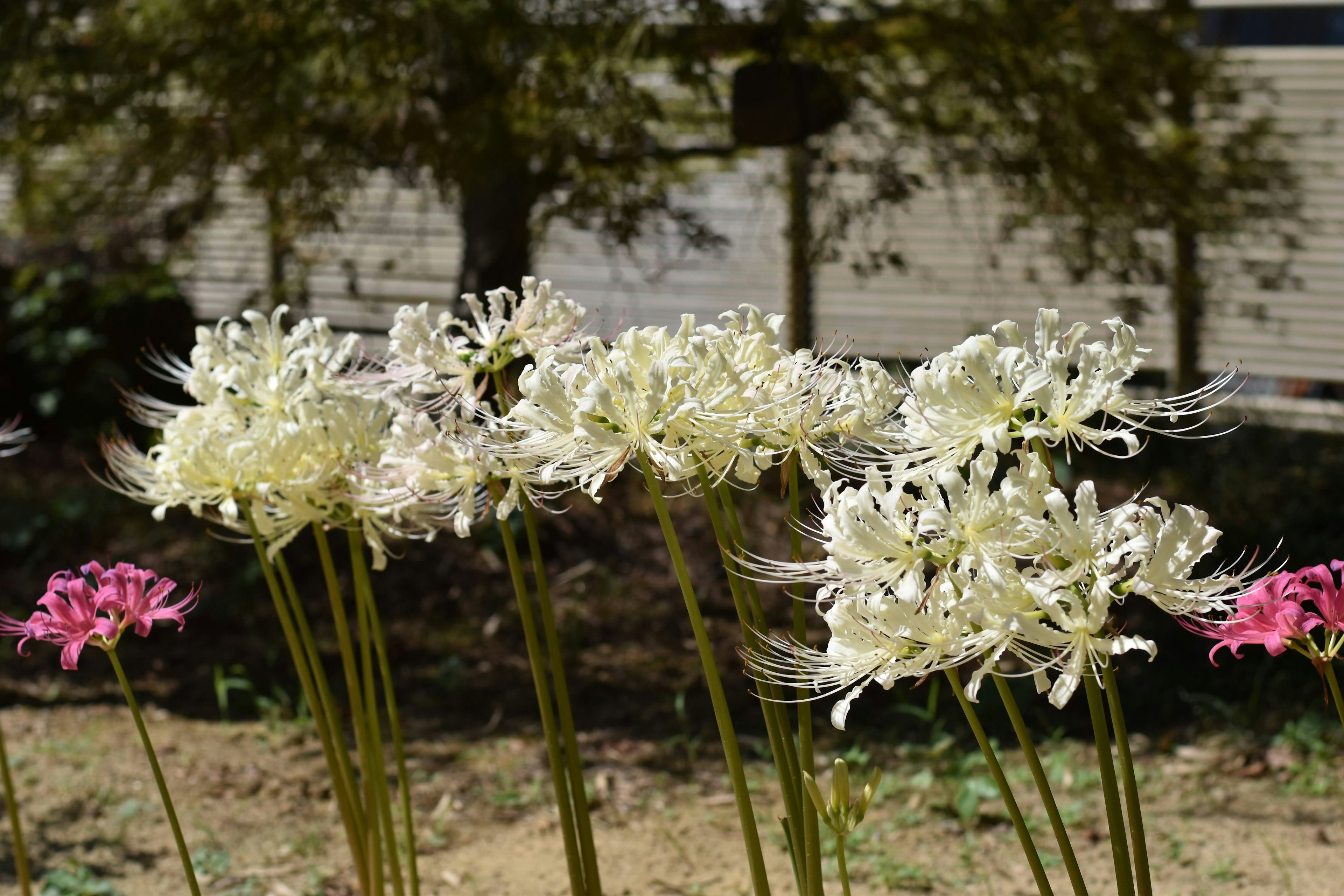 Fleurs blanches et roses en fleur dans un jardin