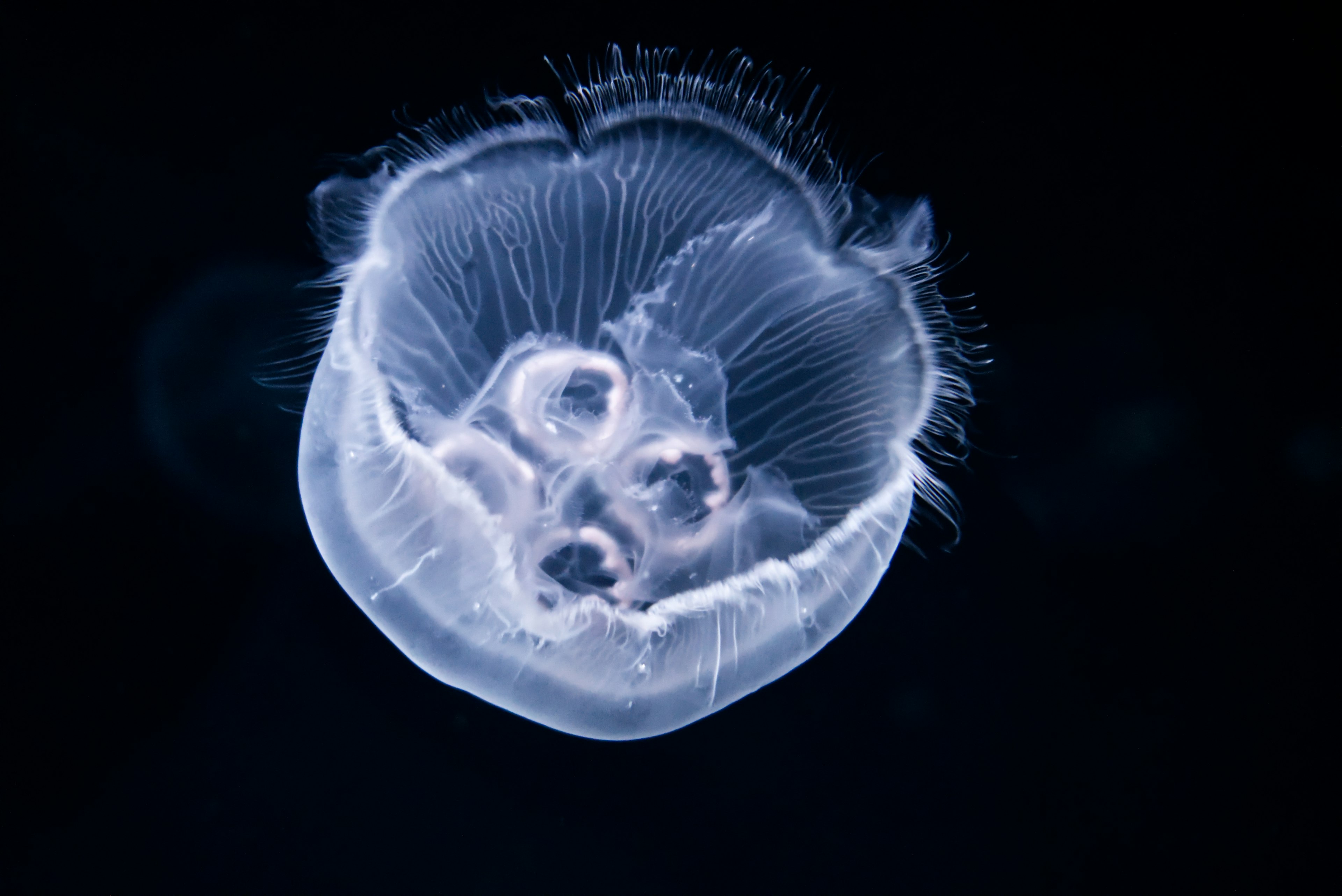 A translucent jellyfish floating against a dark background