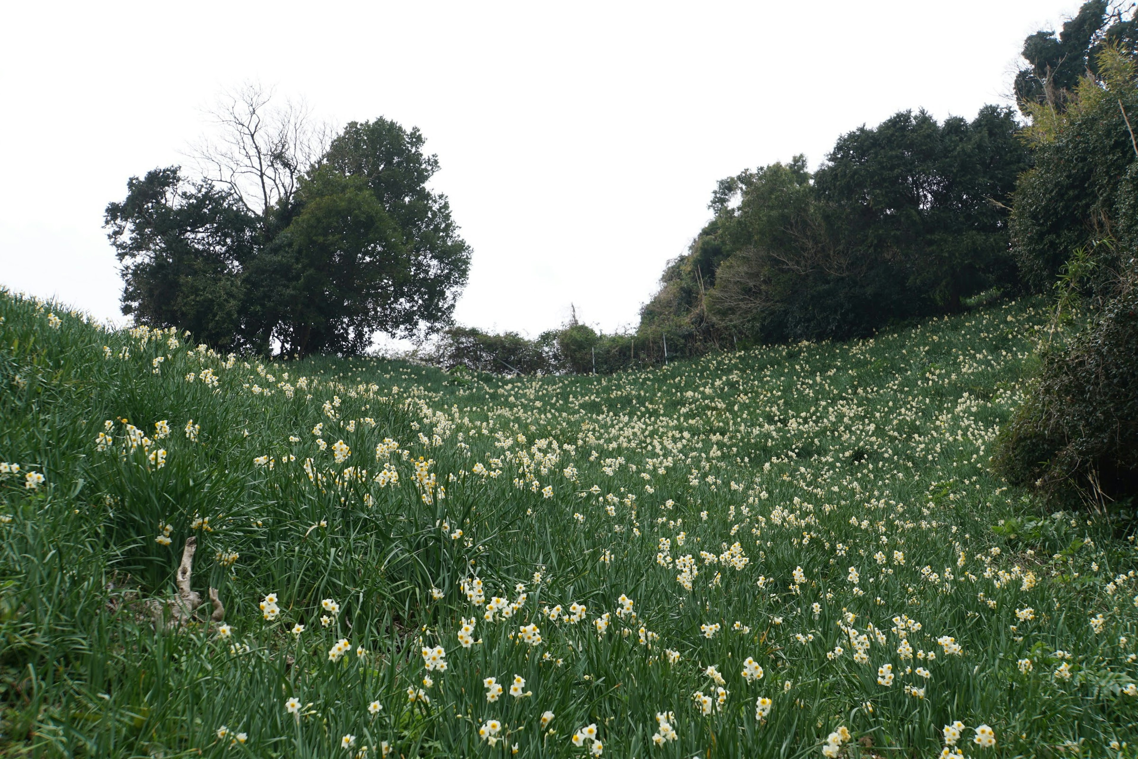 Un paisaje de colina verde cubierto de flores blancas y árboles