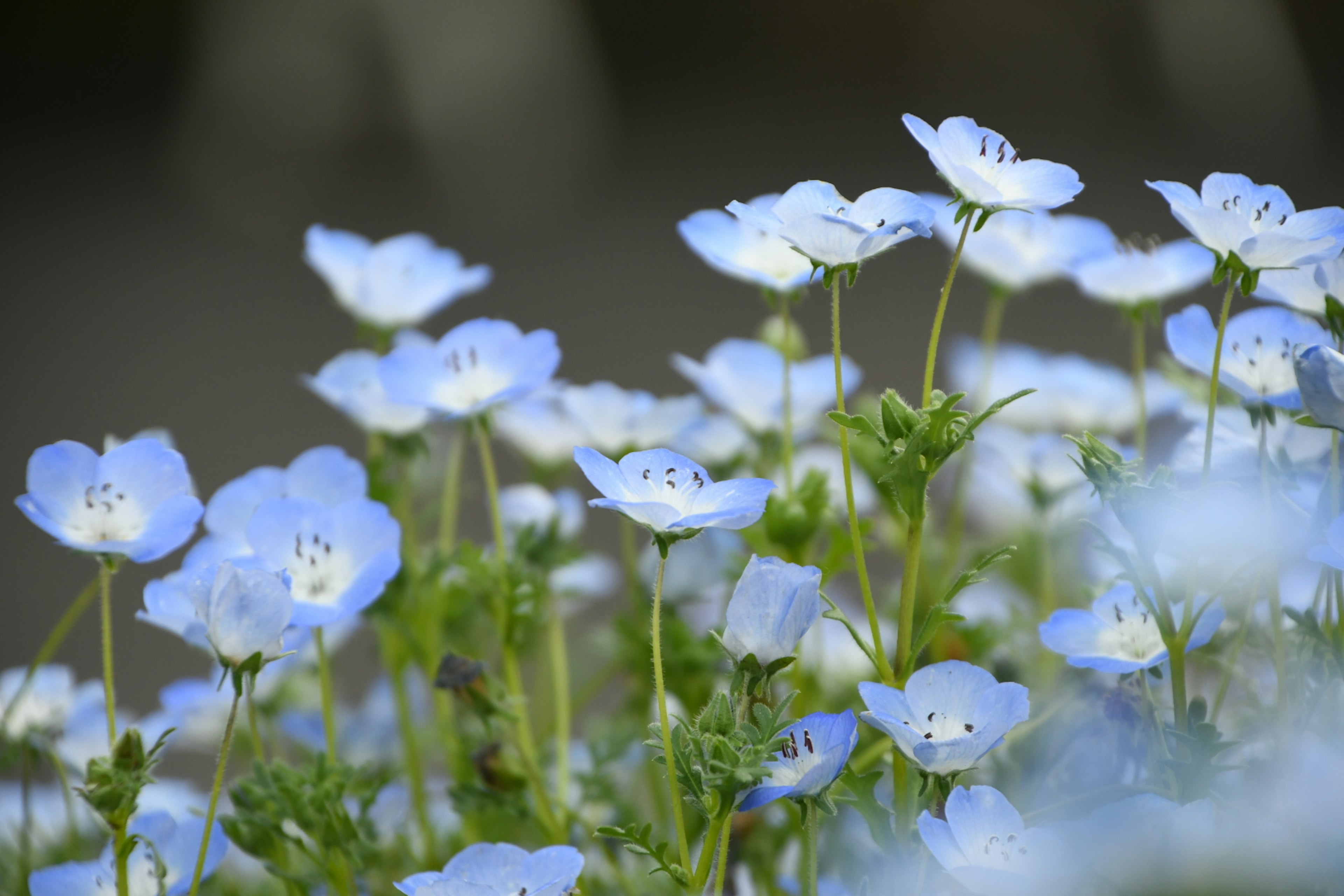 Campo de delicadas flores azules en plena floración