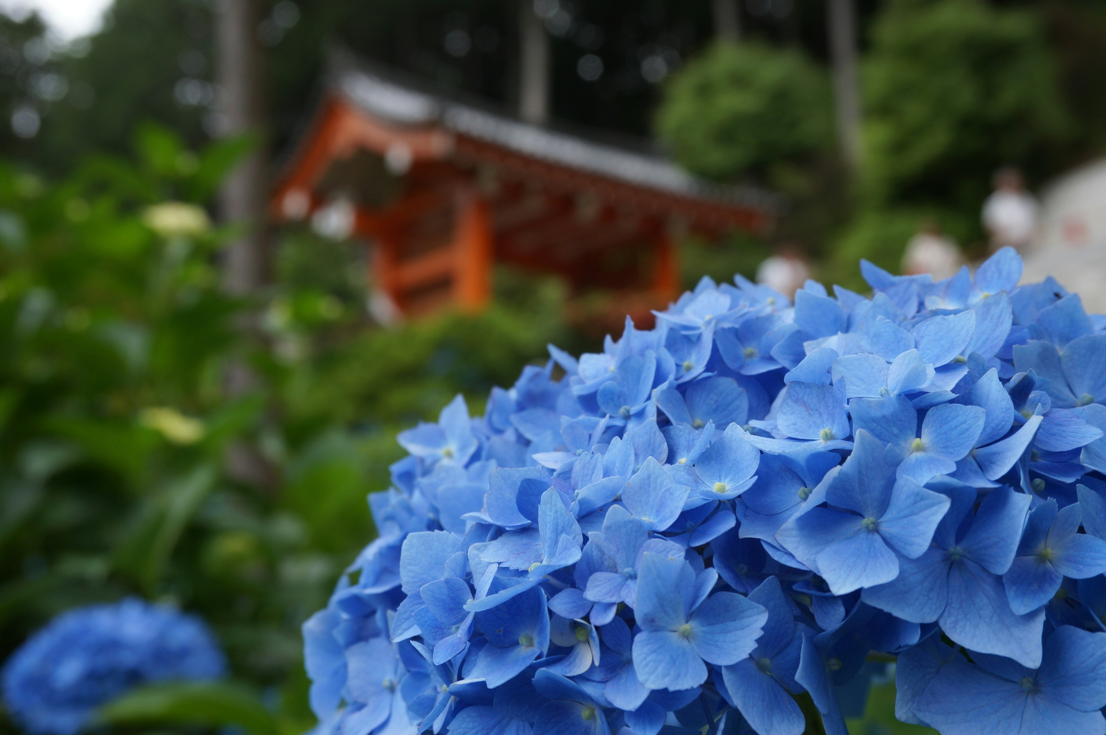 Close-up bunga hidrangea biru dengan kuil di latar belakang