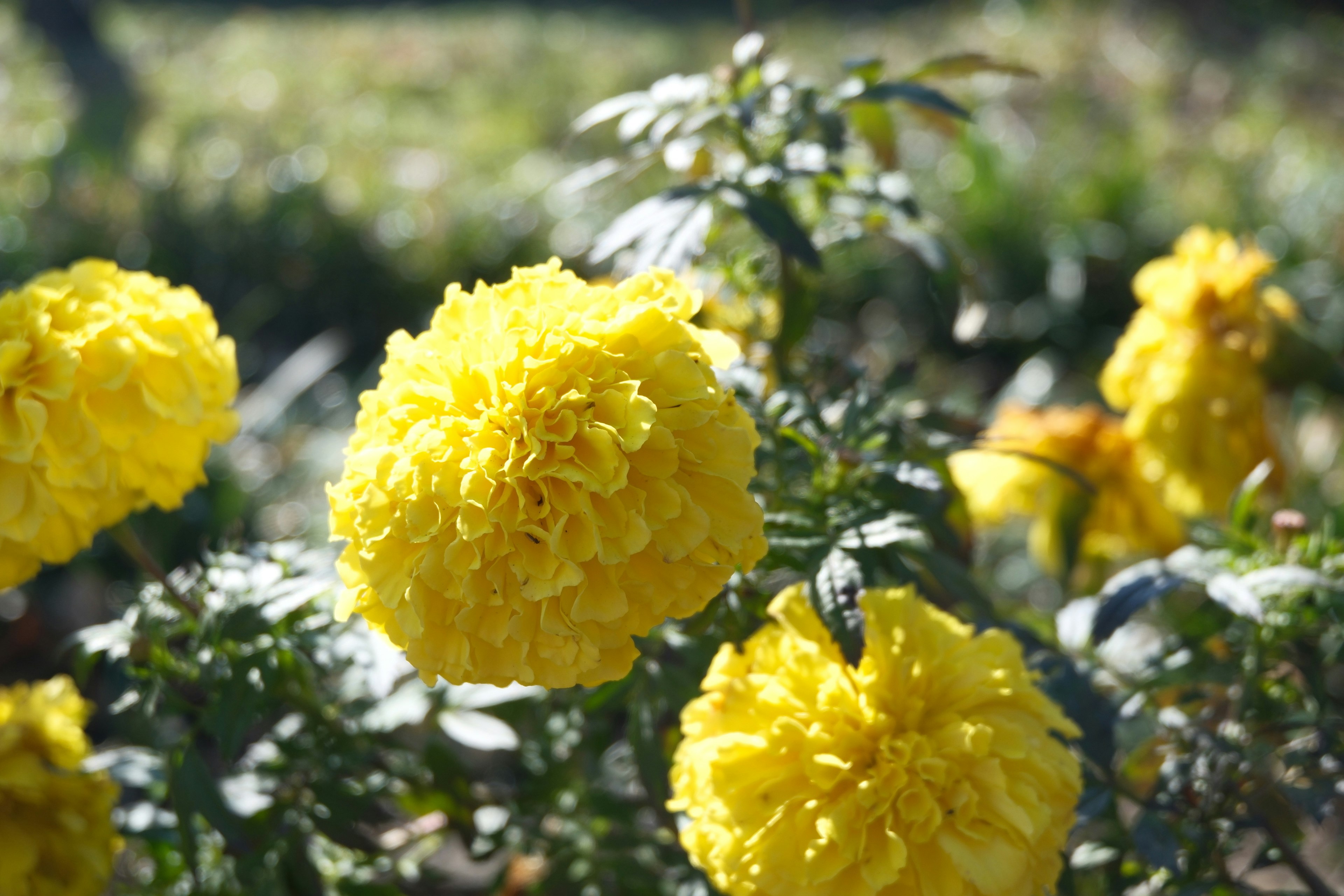 鮮やかな黄色のマリーゴールドの花々が咲いている