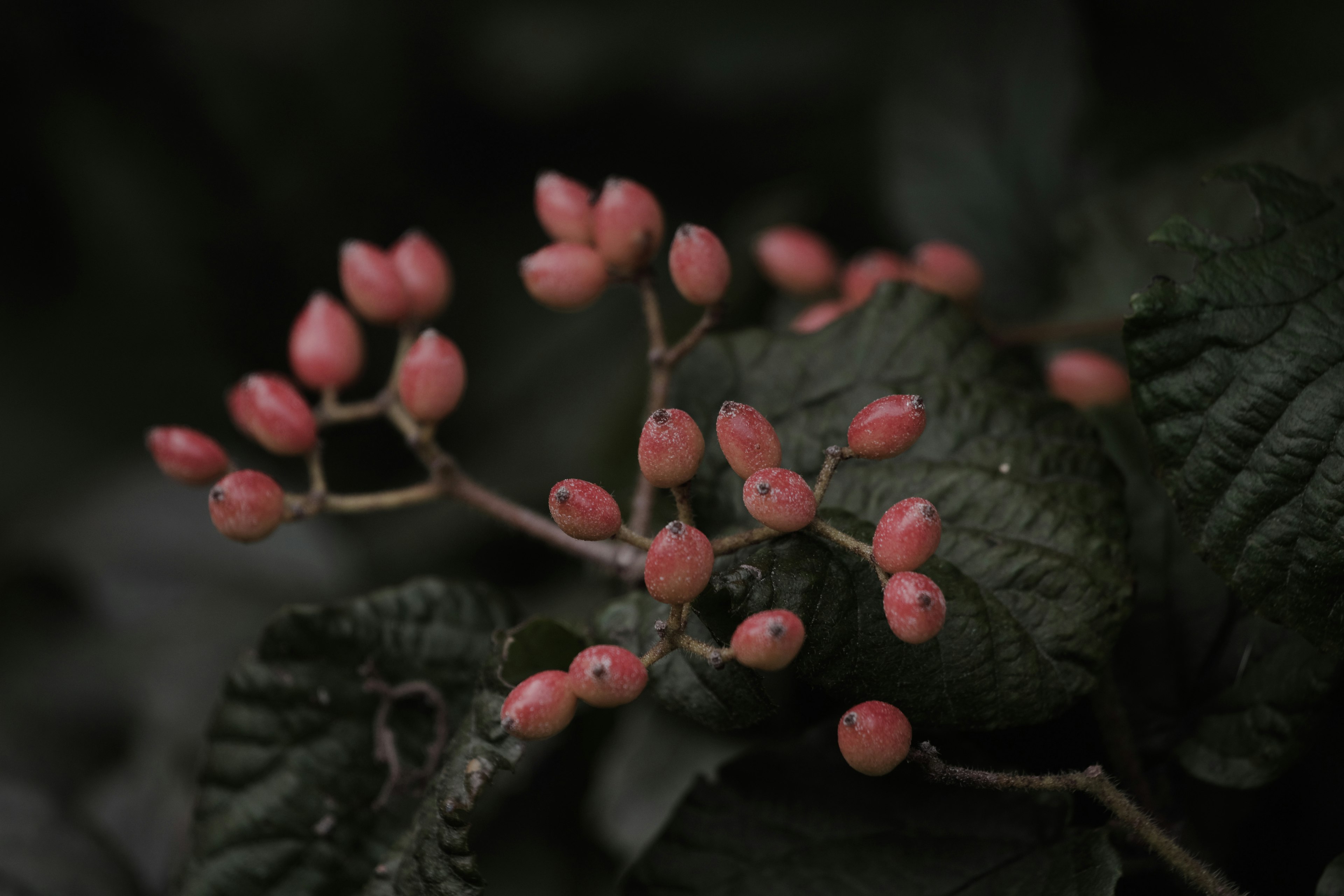 Primer plano de bayas rosas sobre hojas verde oscuro