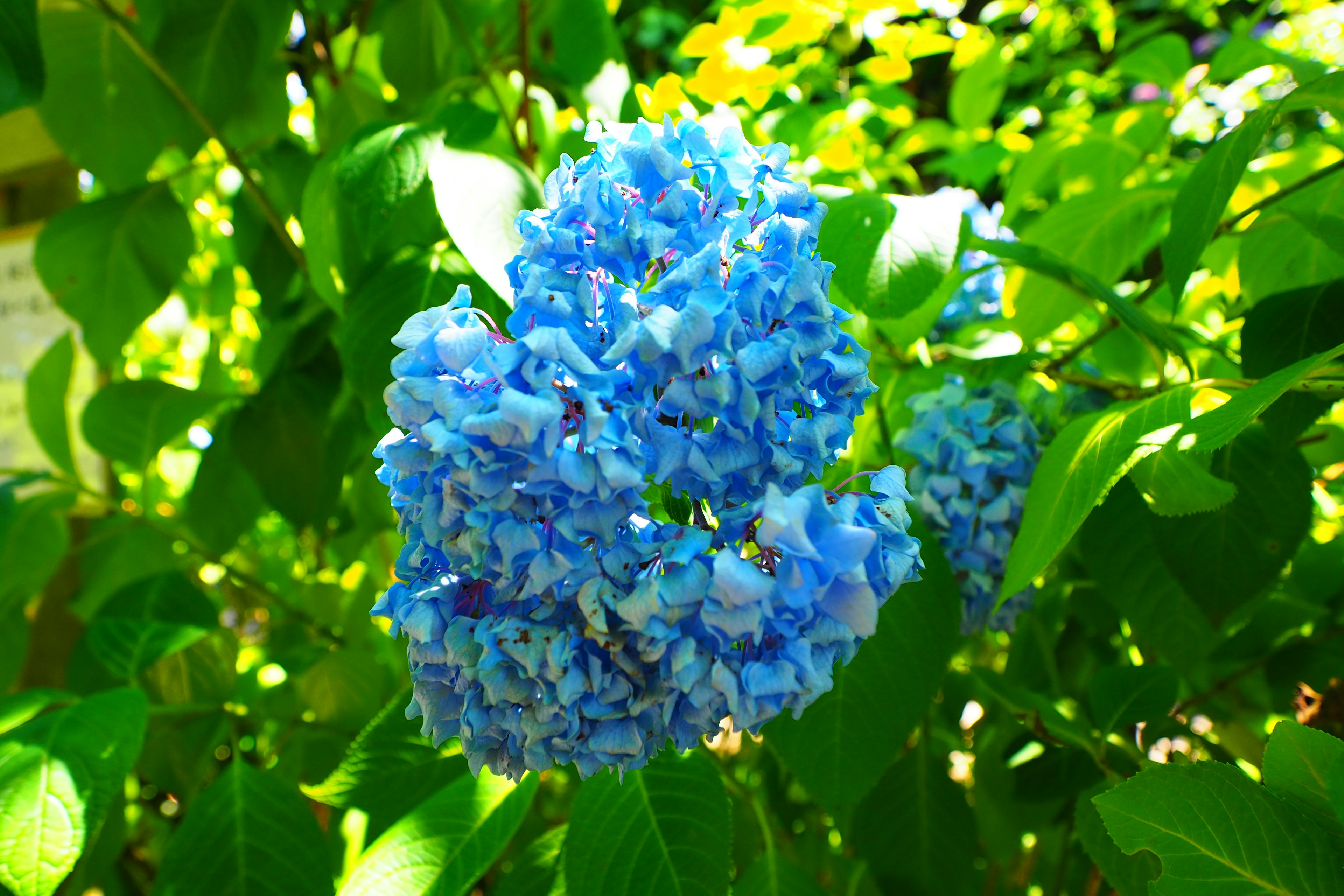 Blaue Hortensienblüten umgeben von grünen Blättern