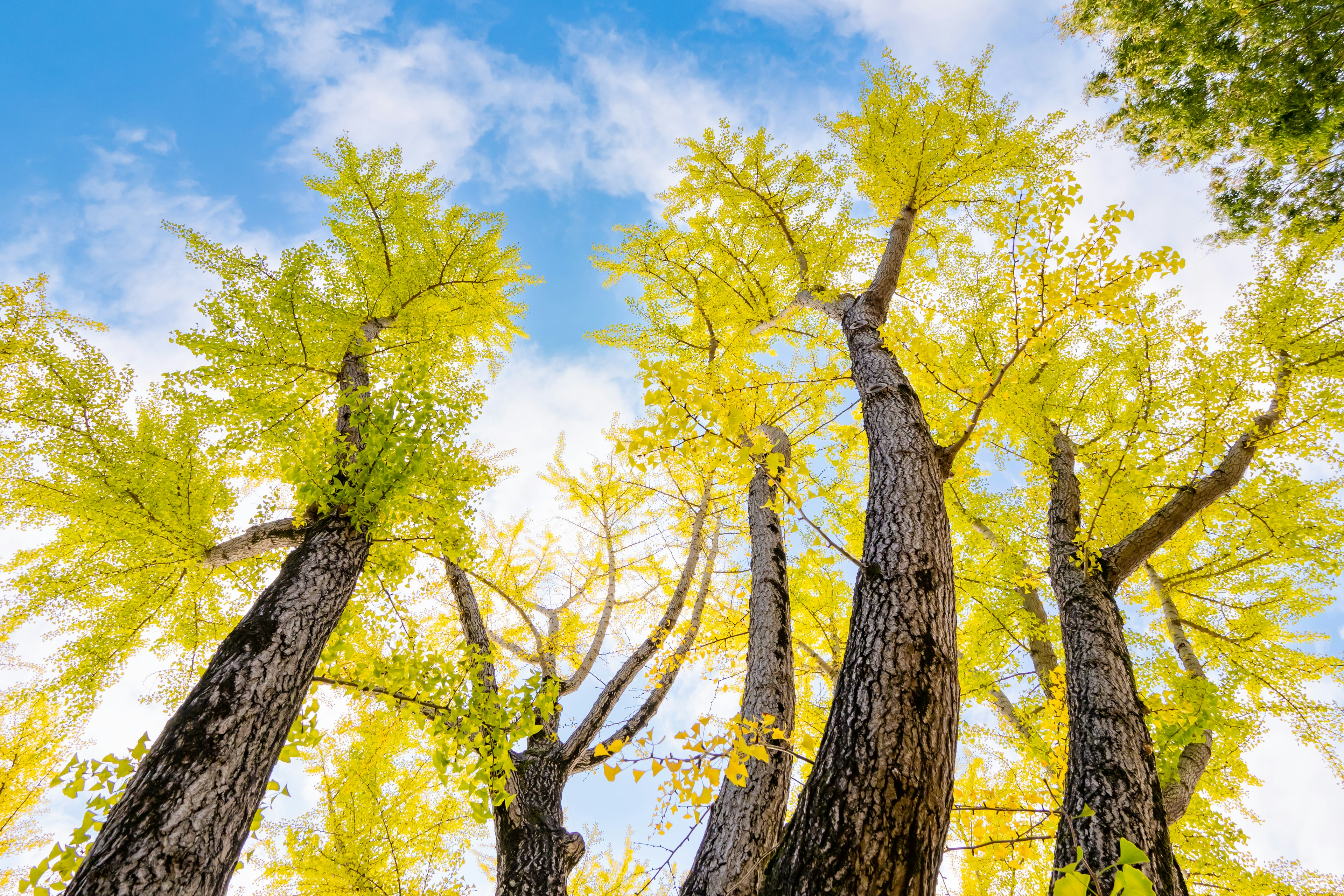 Vue en regardant vers le haut des grands arbres avec des feuilles jaunes contre un ciel bleu et des nuages blancs