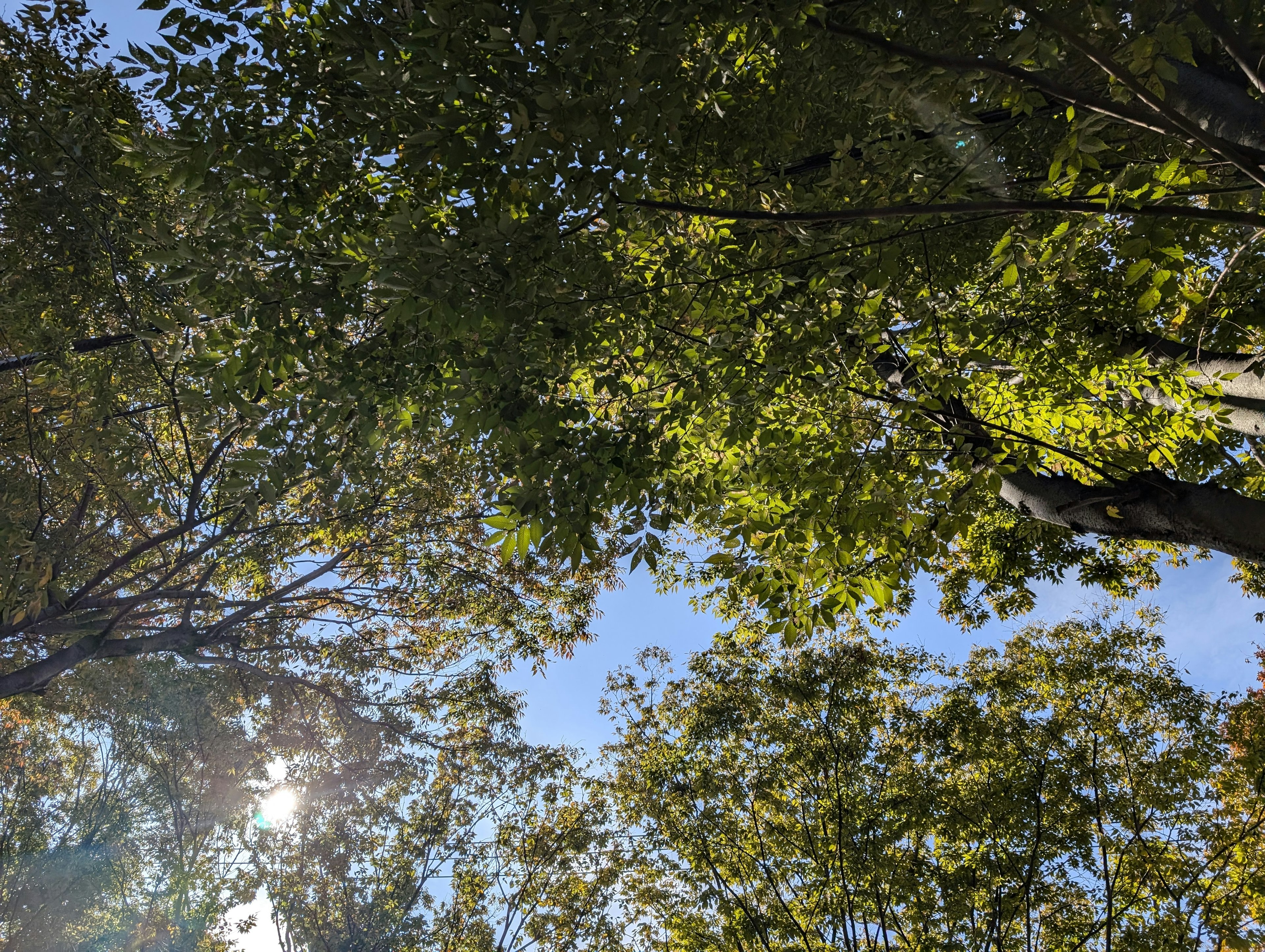 Forest canopy with green leaves and blue sky