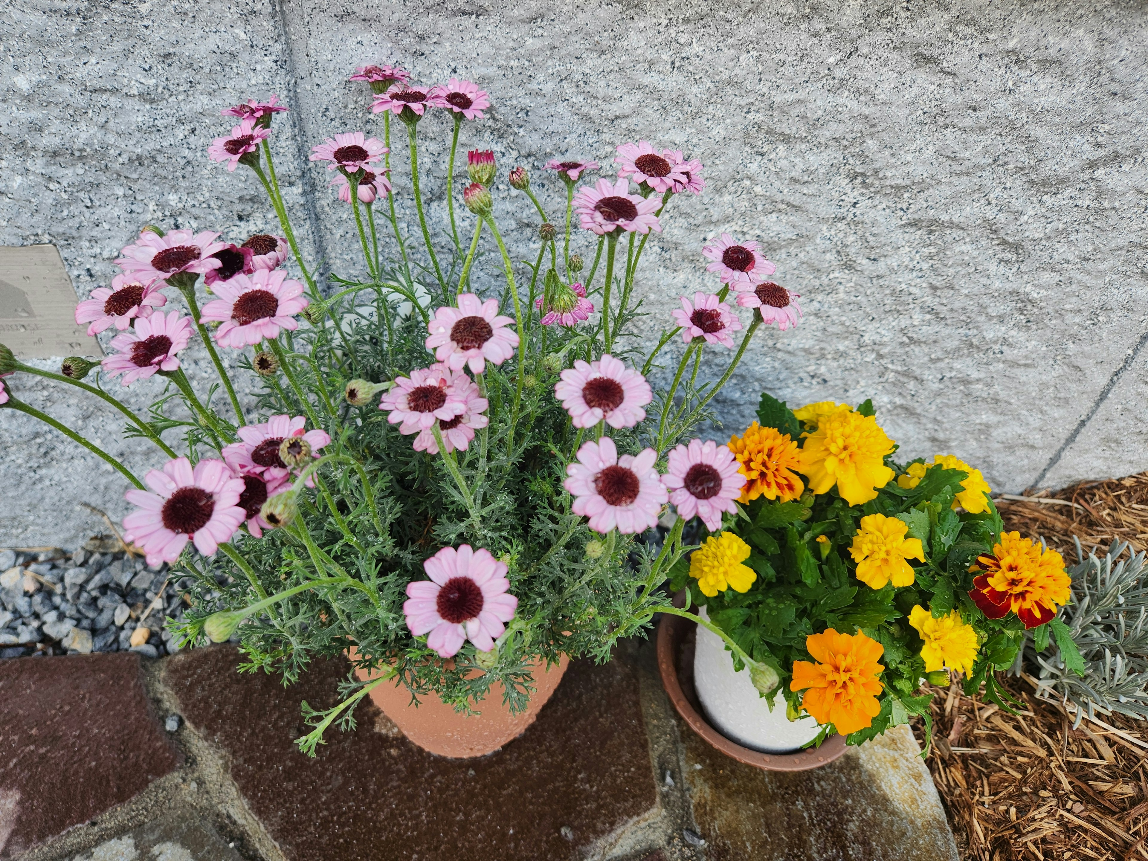 Topfpflanzen mit rosa und orange Blüten