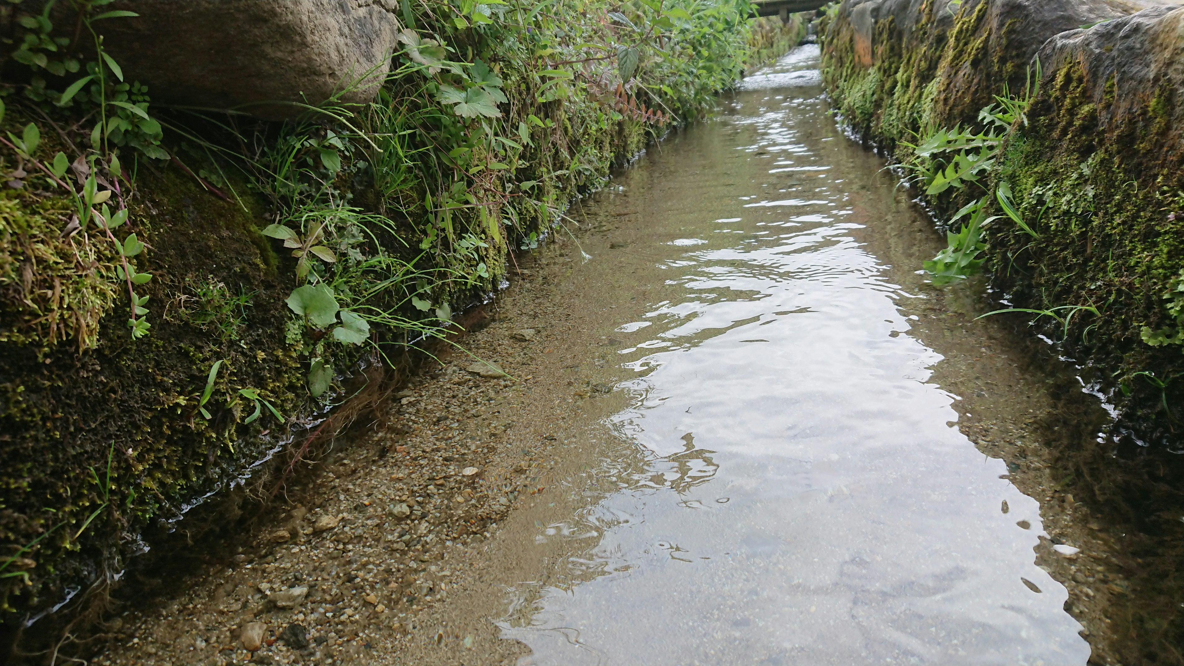 Clear stream flowing through a narrow waterway surrounded by lush greenery