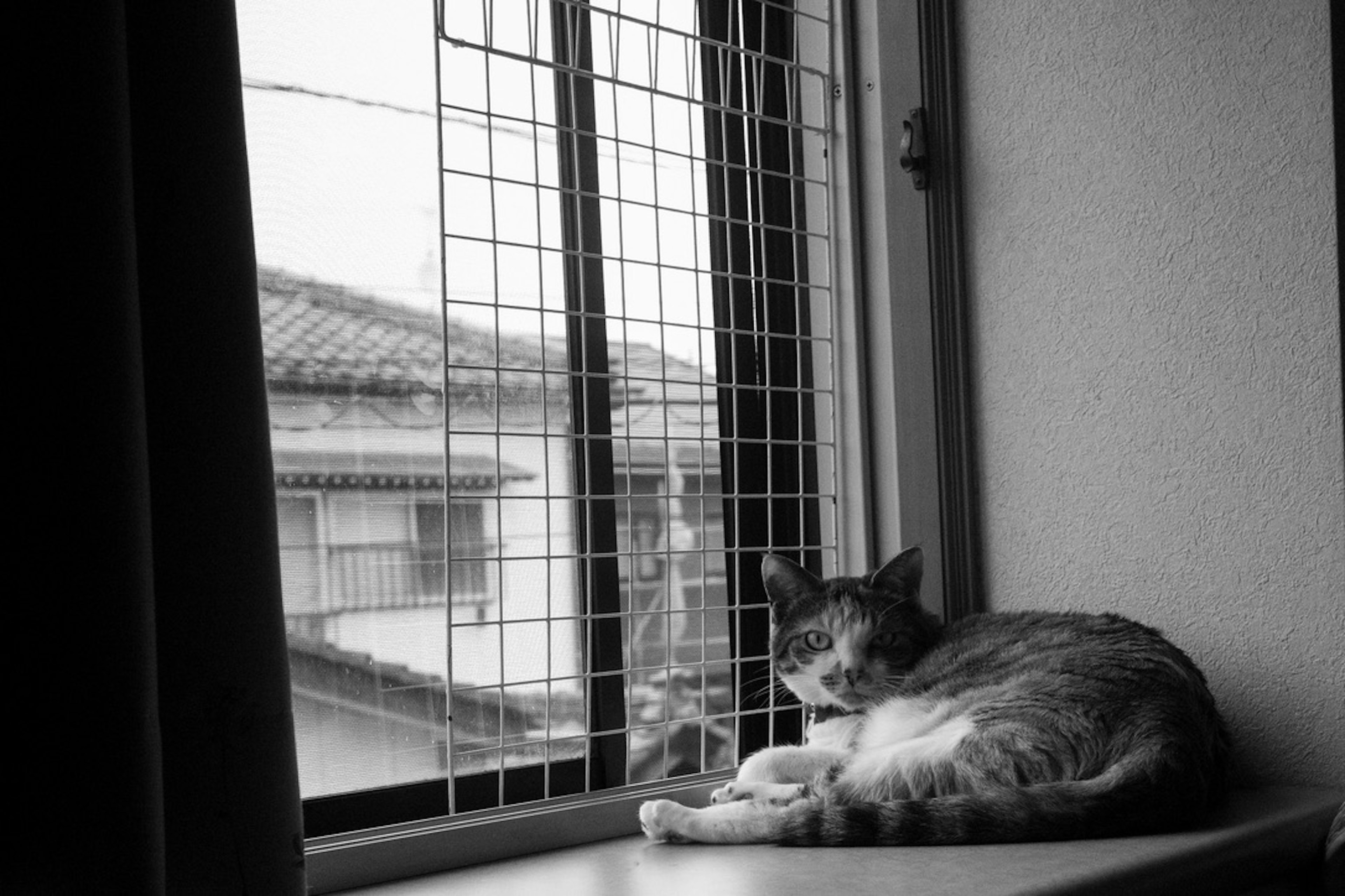 Schwarzweißfoto einer Katze, die sich am Fenster entspannt