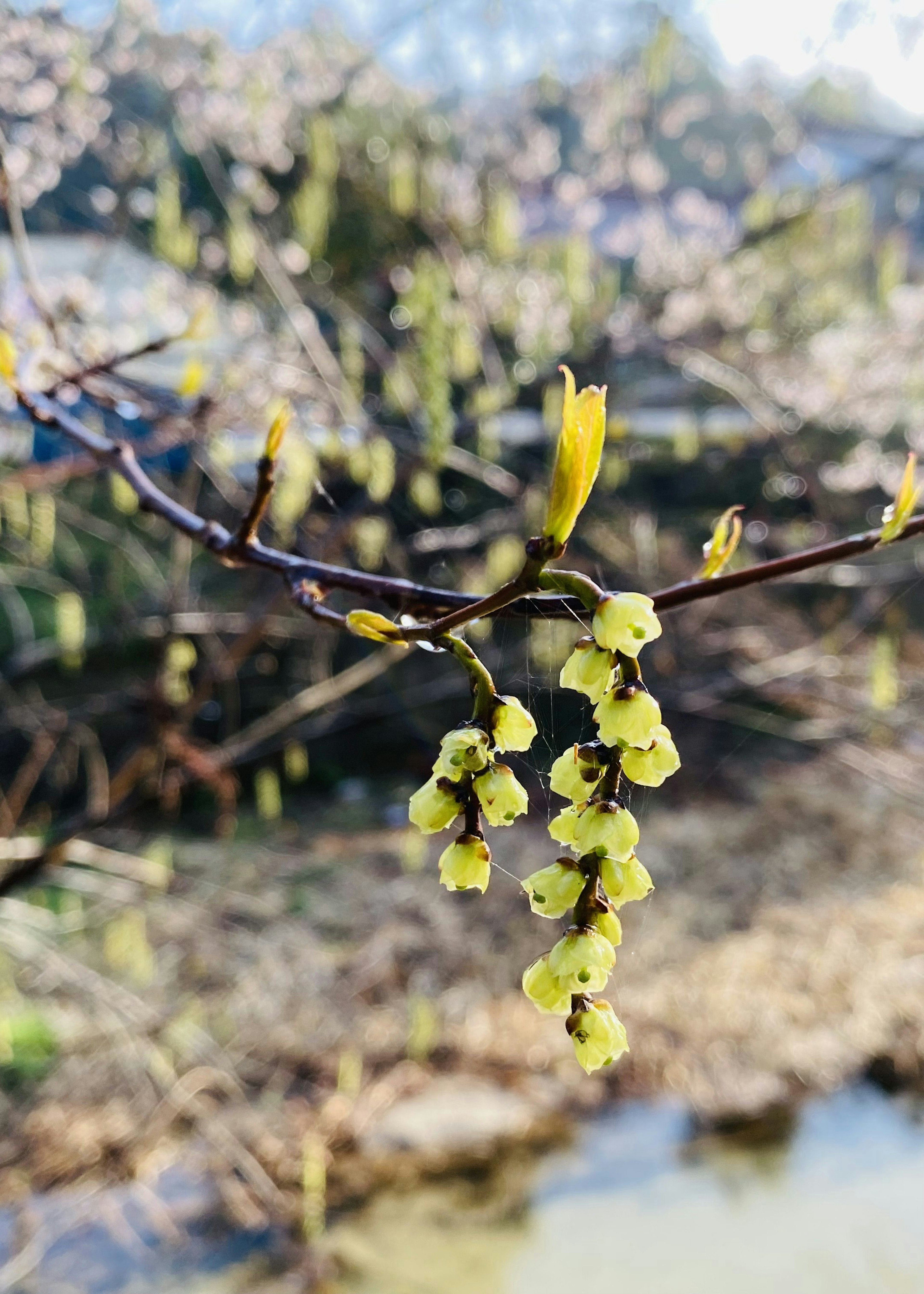 春の小枝に咲く黄色い花が特徴的な風景