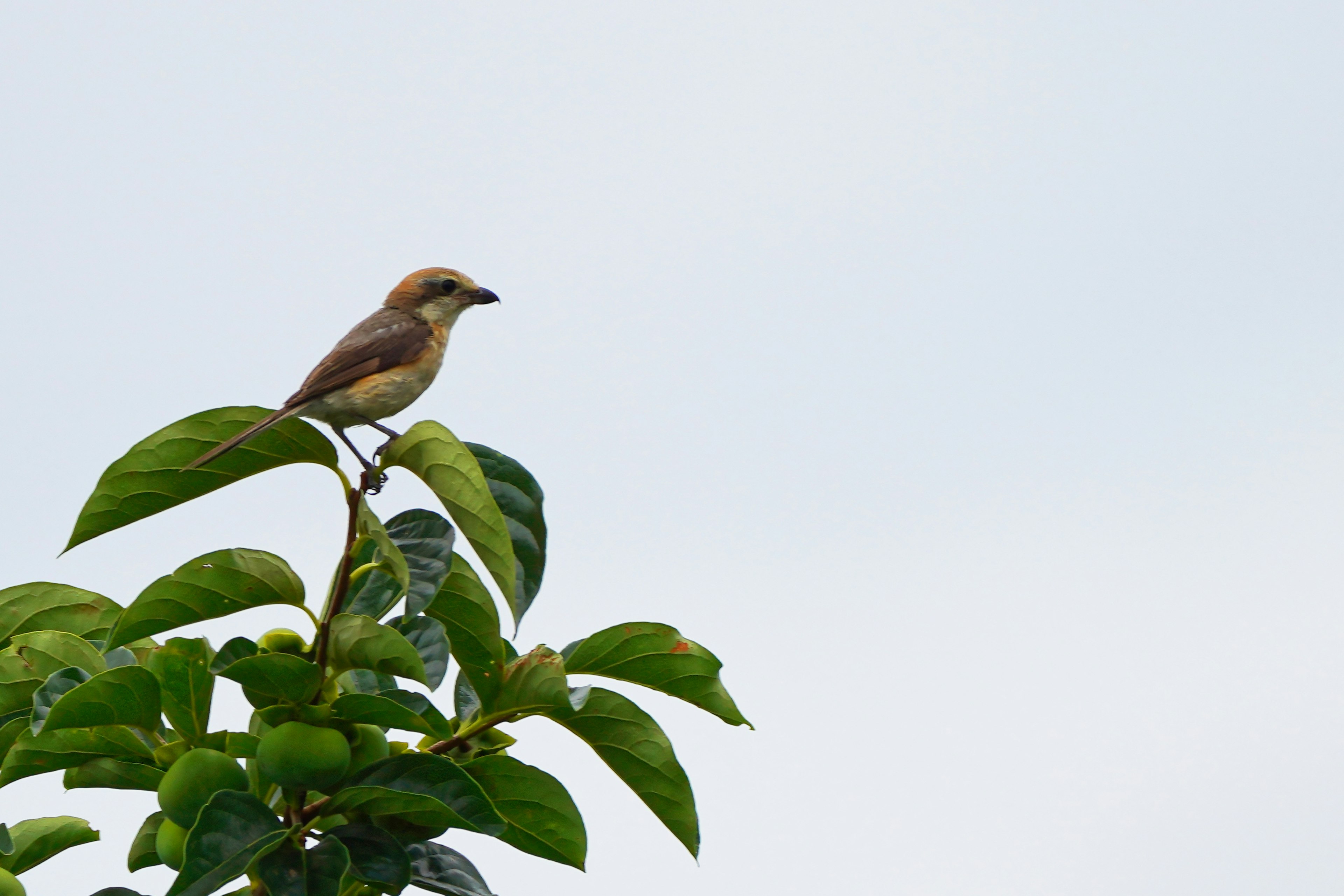 Un pequeño pájaro posado sobre una hoja contra un cielo nublado