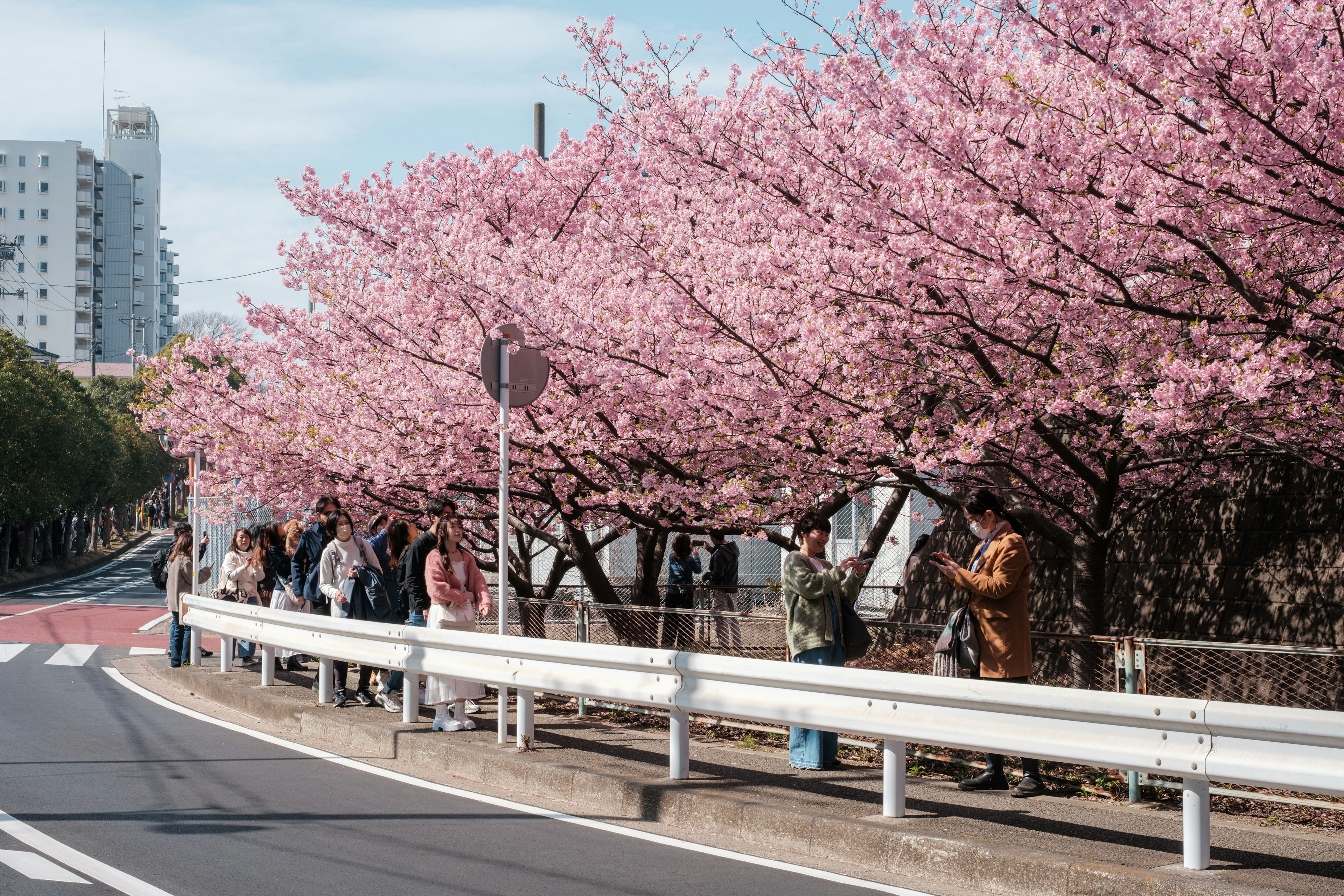 People walking along a road lined with cherry blossom trees