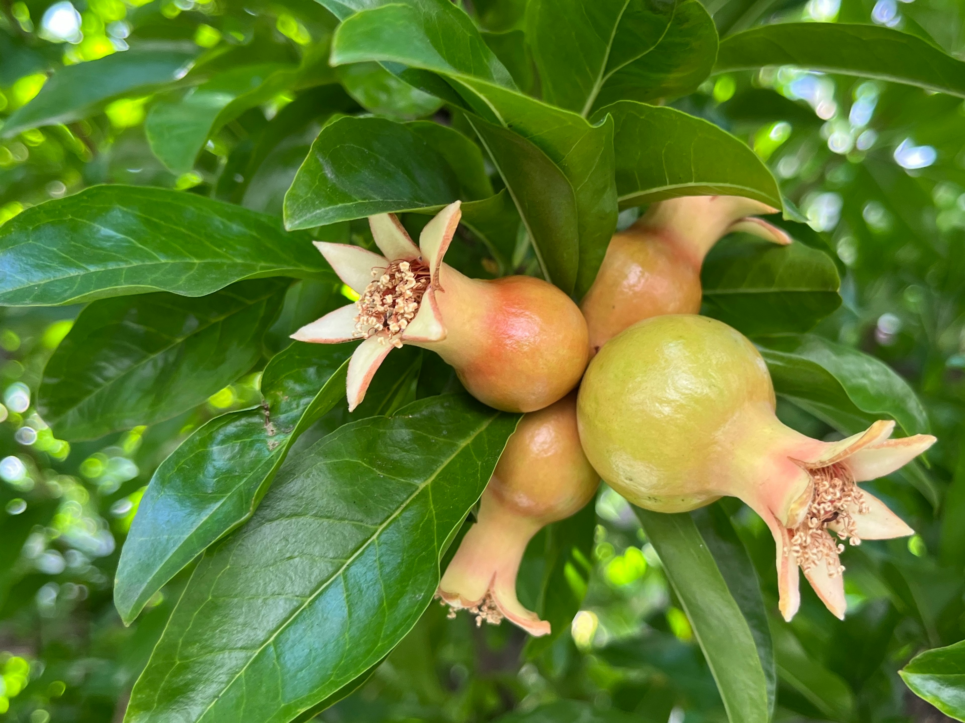 Close-up of a cluster of fruits surrounded by green leaves