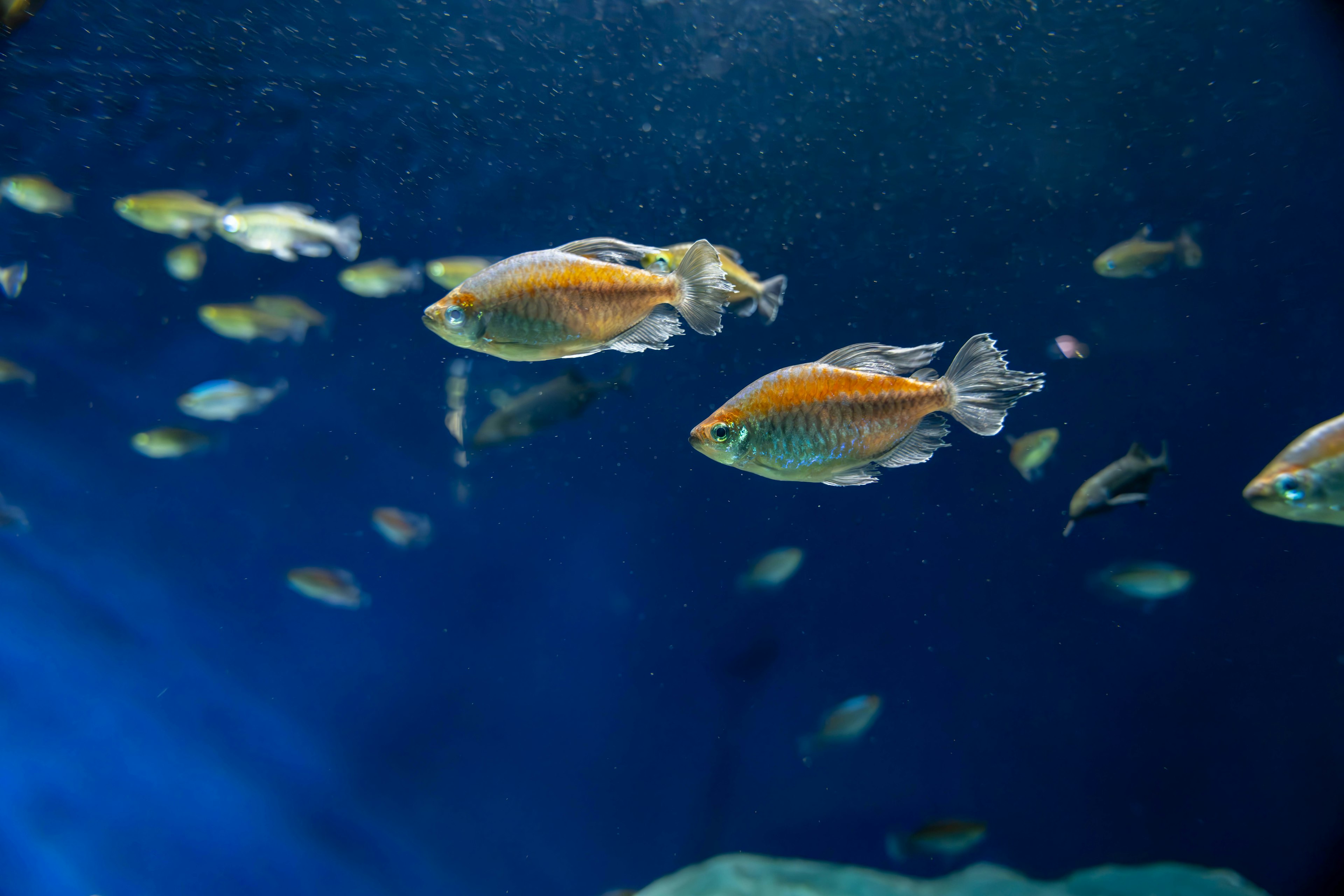 在藍色水域中游動的橙色魚群