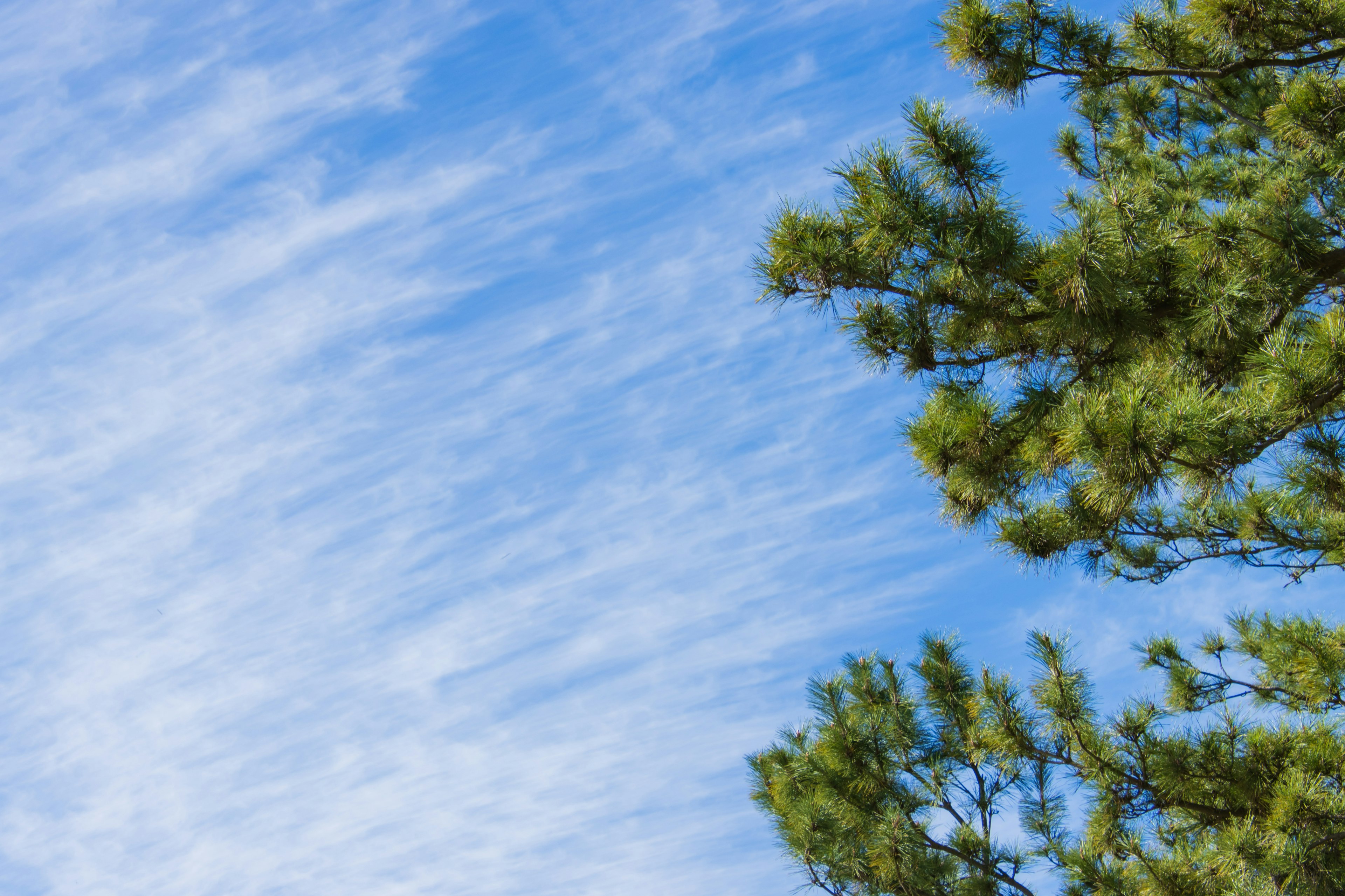 Clear blue sky with green pine tree branches