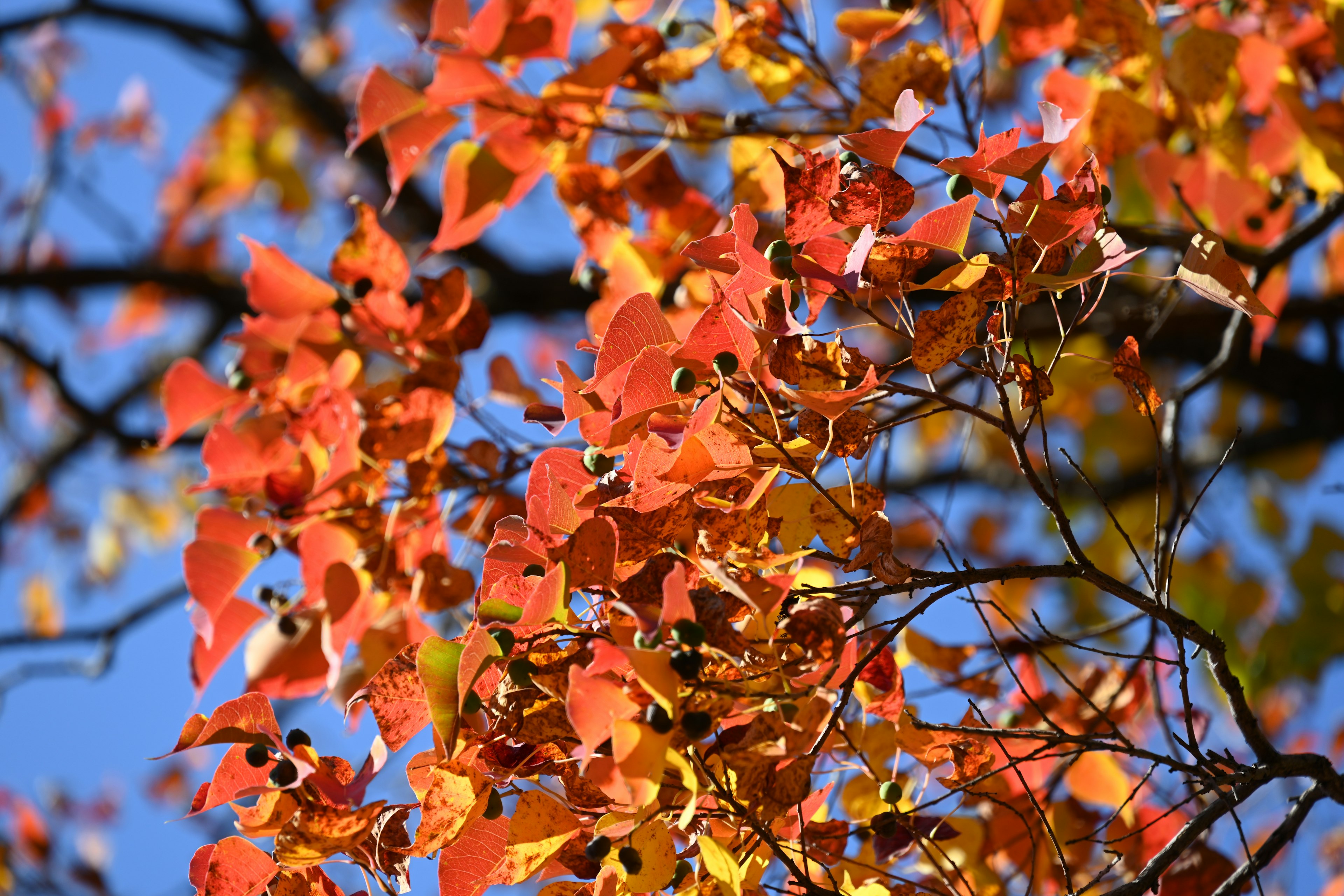 Lebendige Herbstblätter in Orangetönen vor einem klaren blauen Himmel