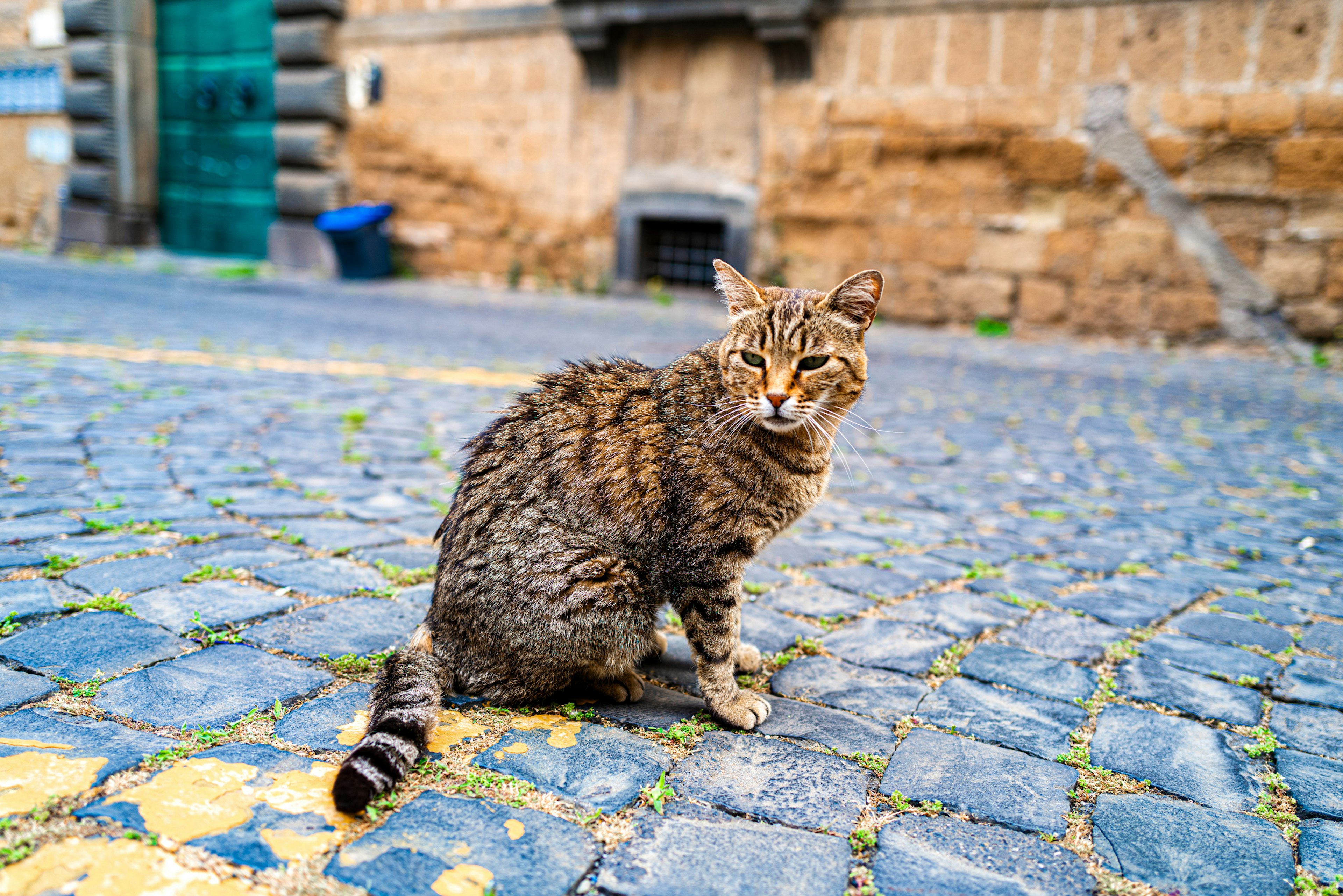 街の石畳の上に座っている野良猫