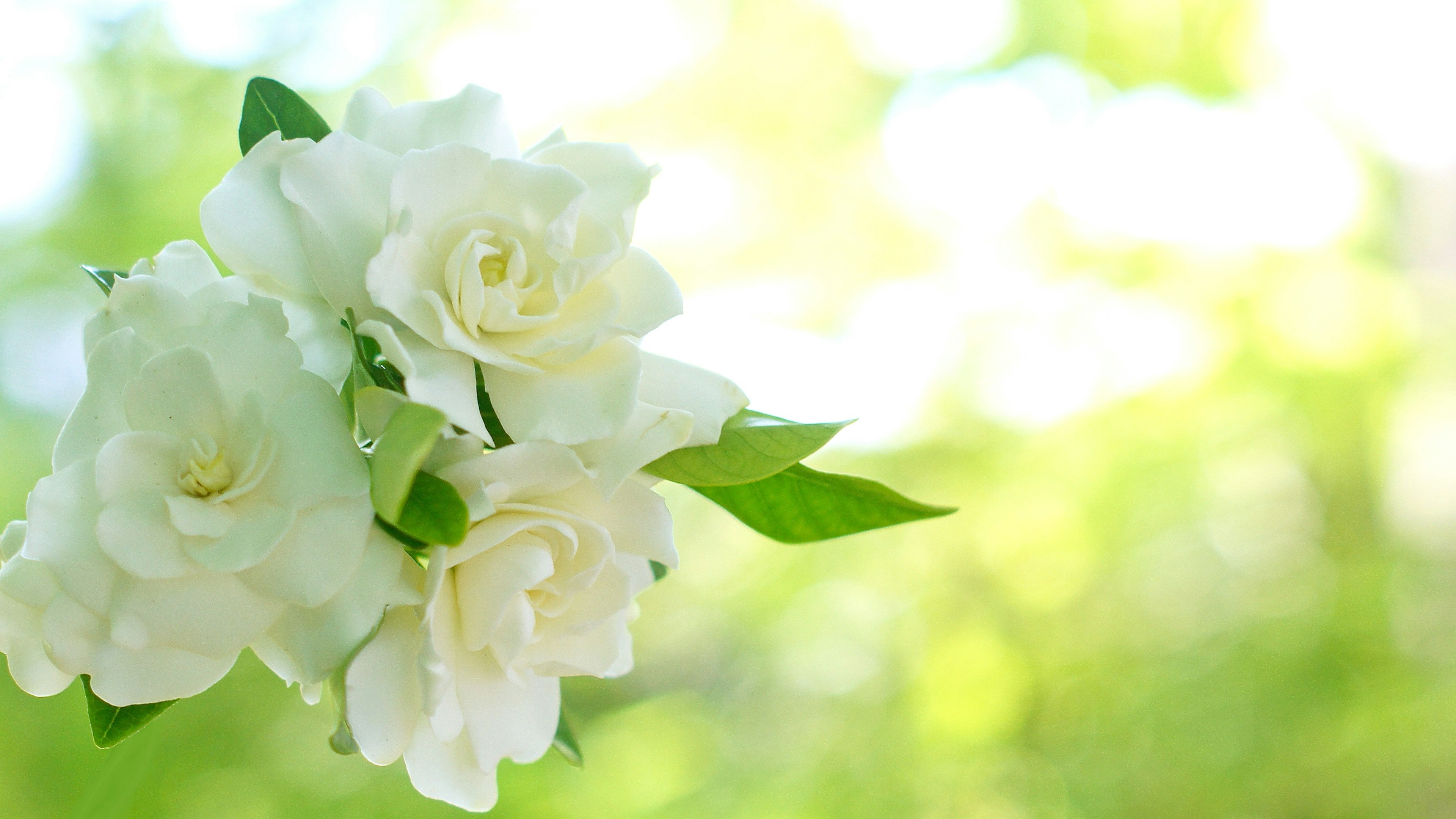 Un gruppo di rose bianche su uno sfondo luminoso