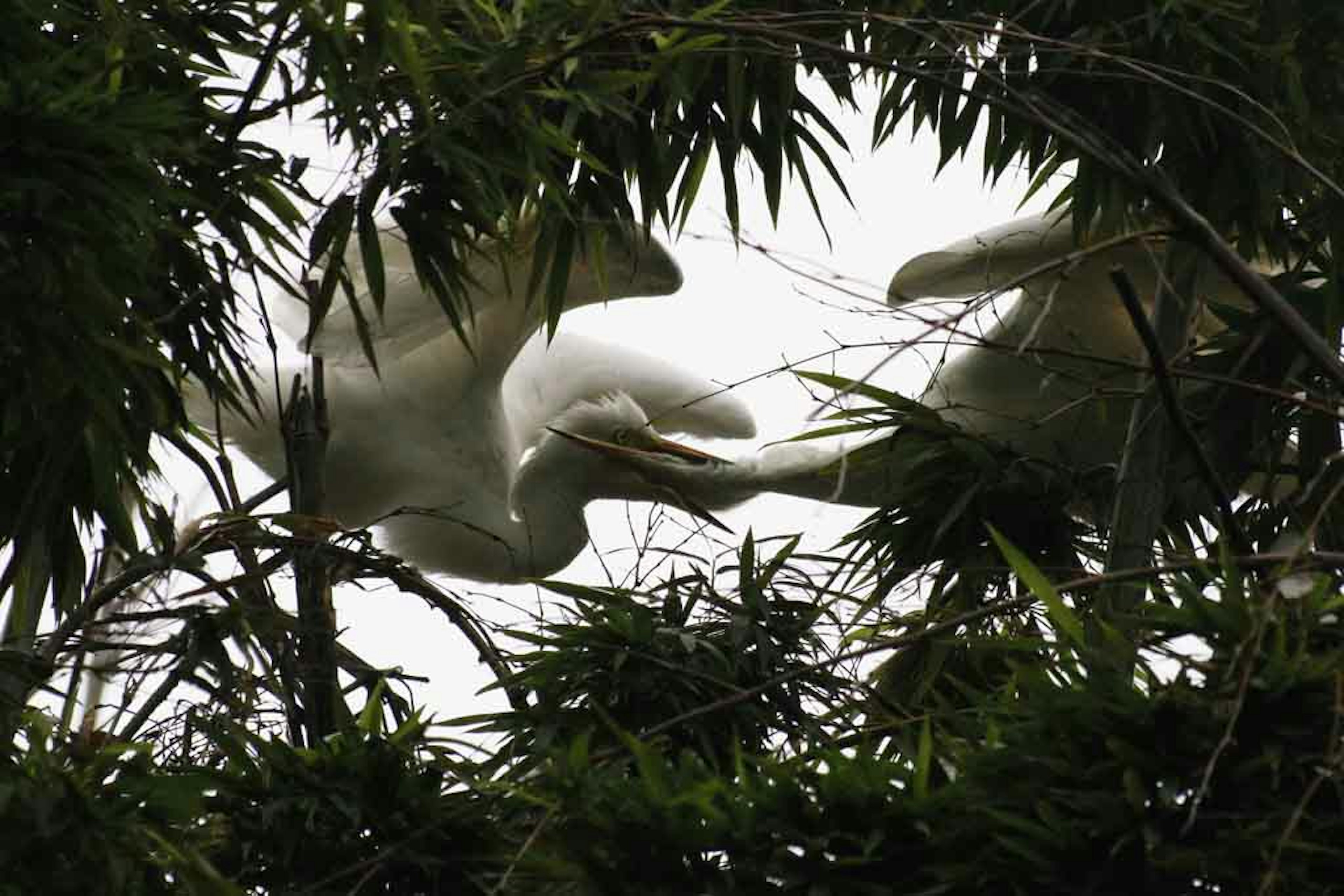 白い鳥が竹の間で飛び交っている様子