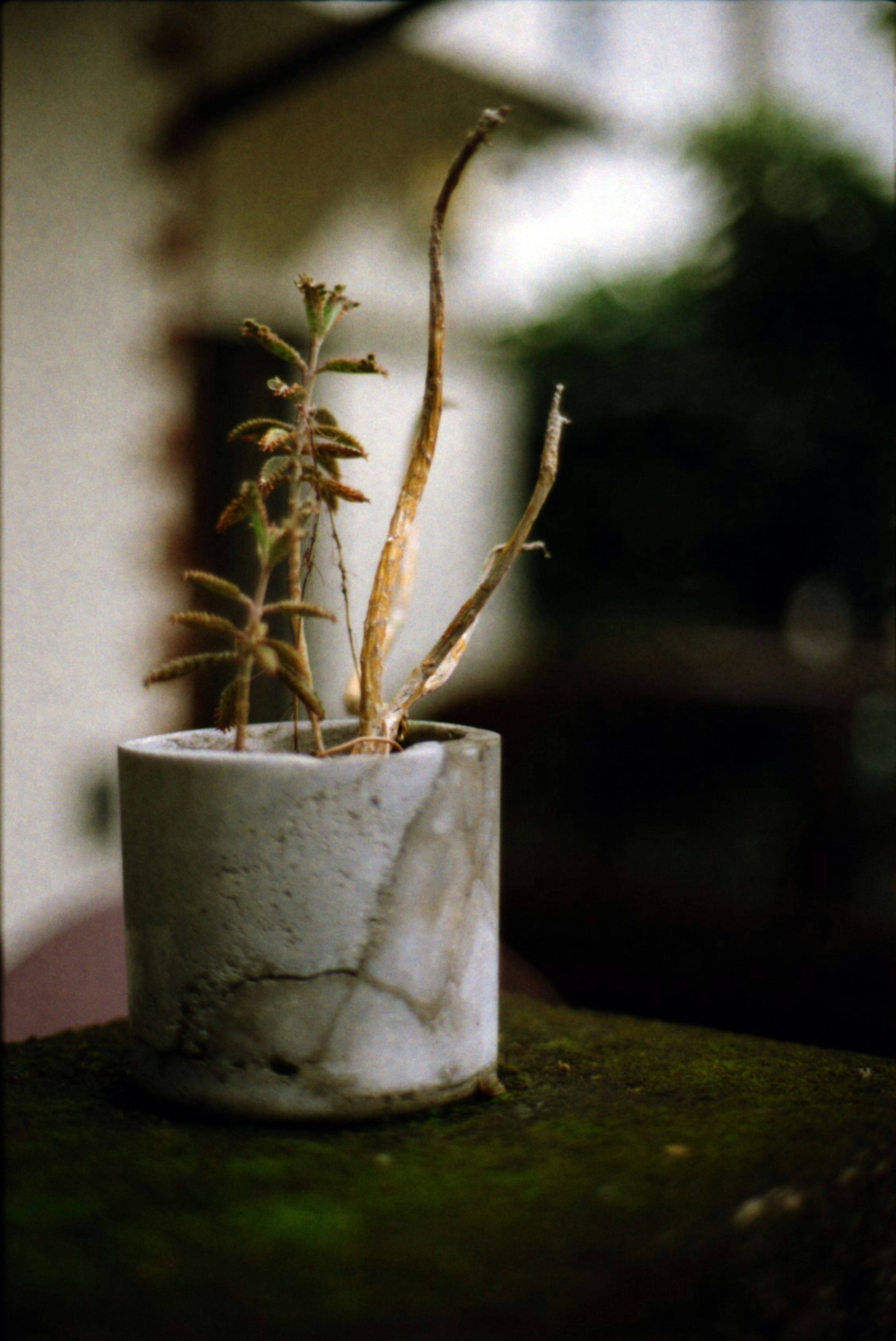 一張小花盆中乾枯植物的照片