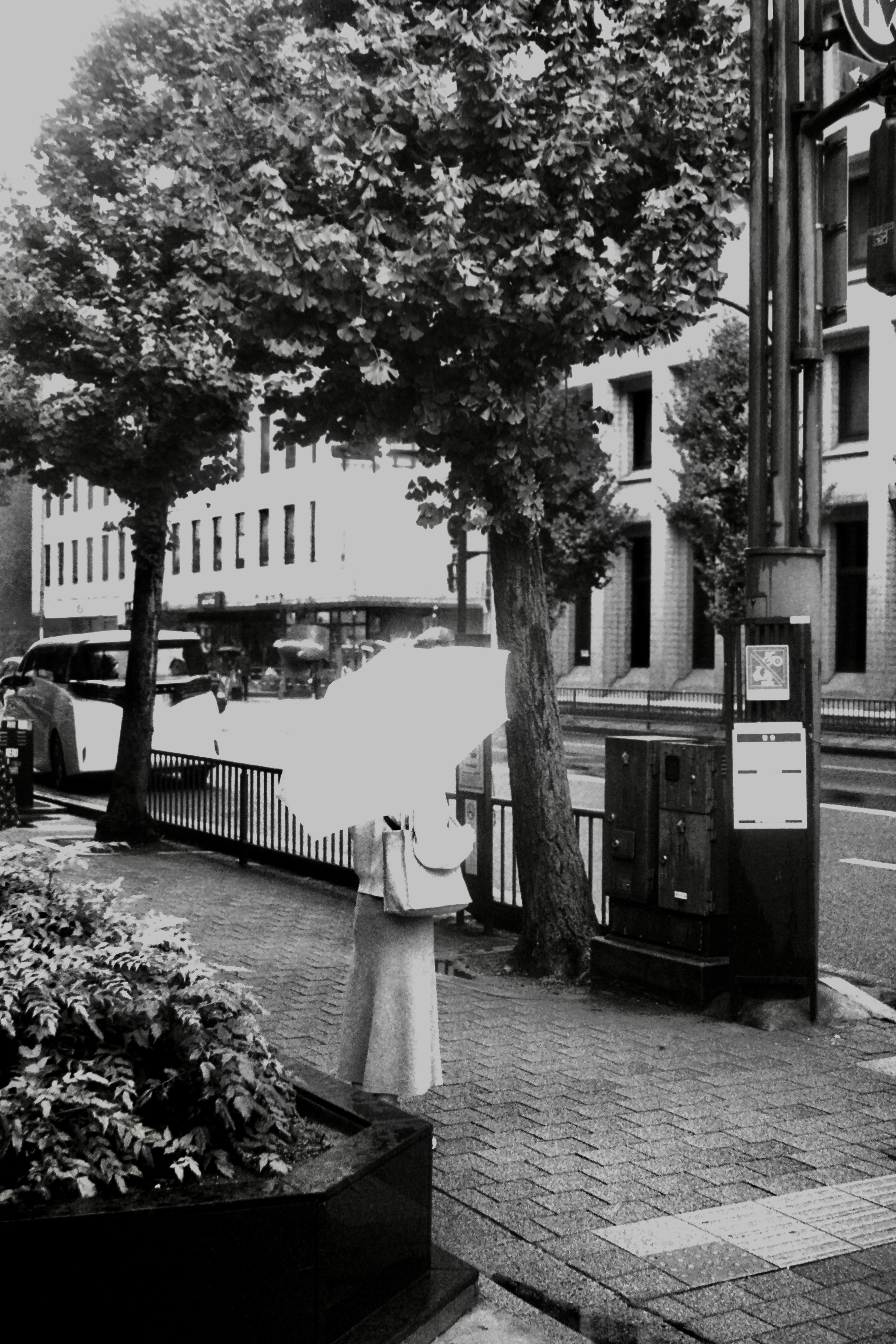 Woman holding an umbrella at a street corner with green trees