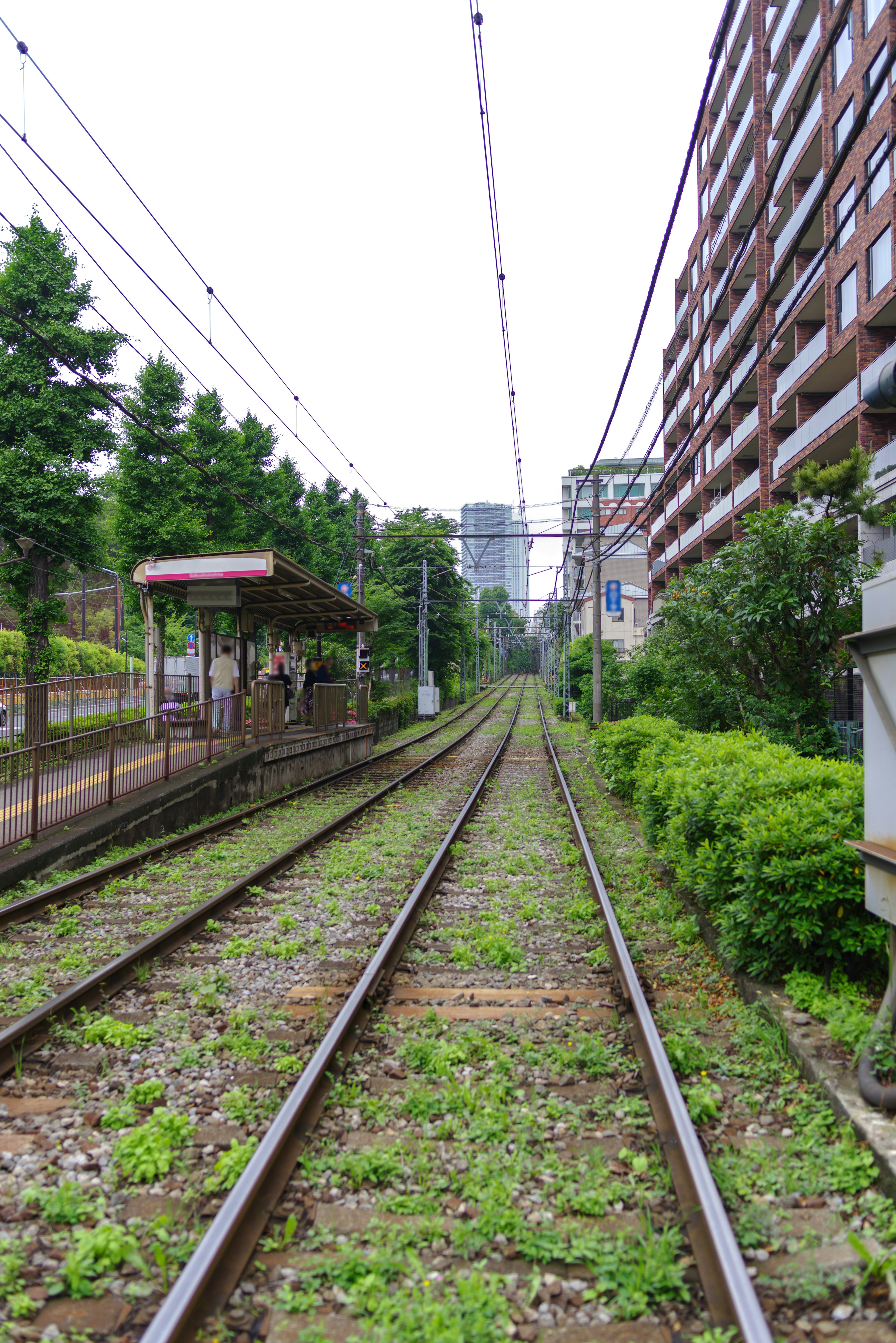 Vías de tren cubiertas de vegetación y edificios circundantes