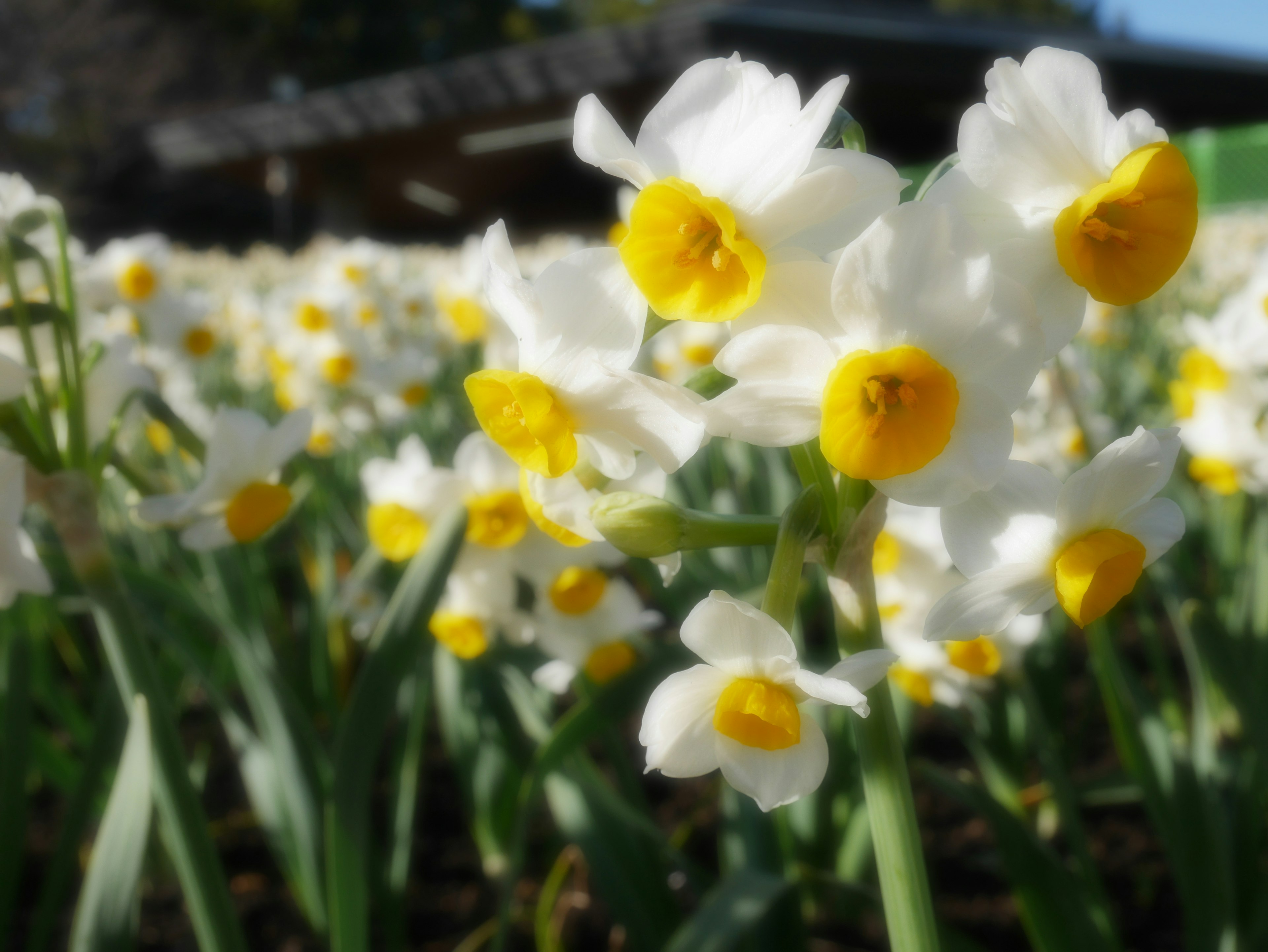 Cluster of white daffodils with yellow centers surrounded by green leaves