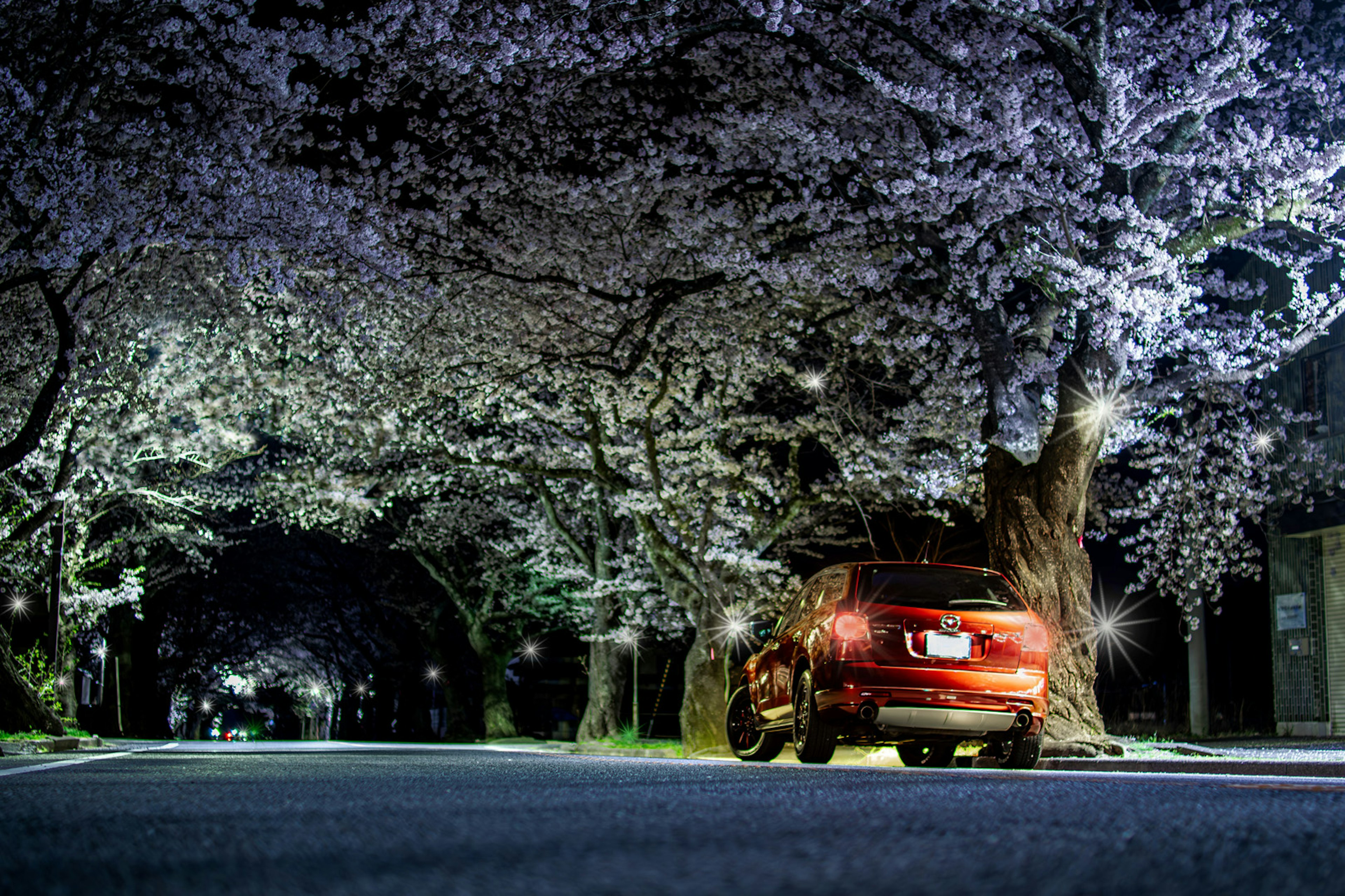 Une voiture rouge garée sous des cerisiers en fleurs la nuit