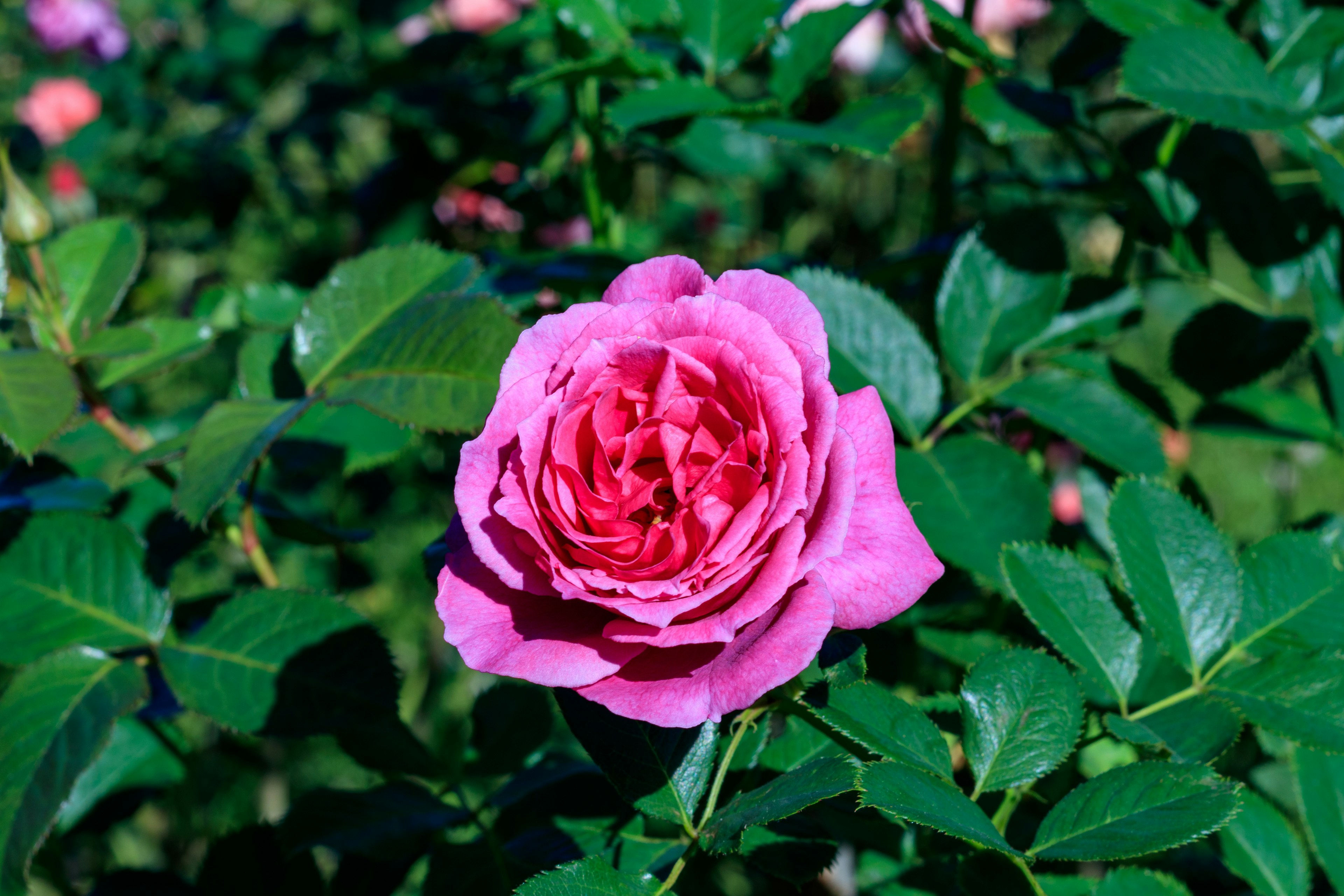 A vibrant pink rose surrounded by green leaves