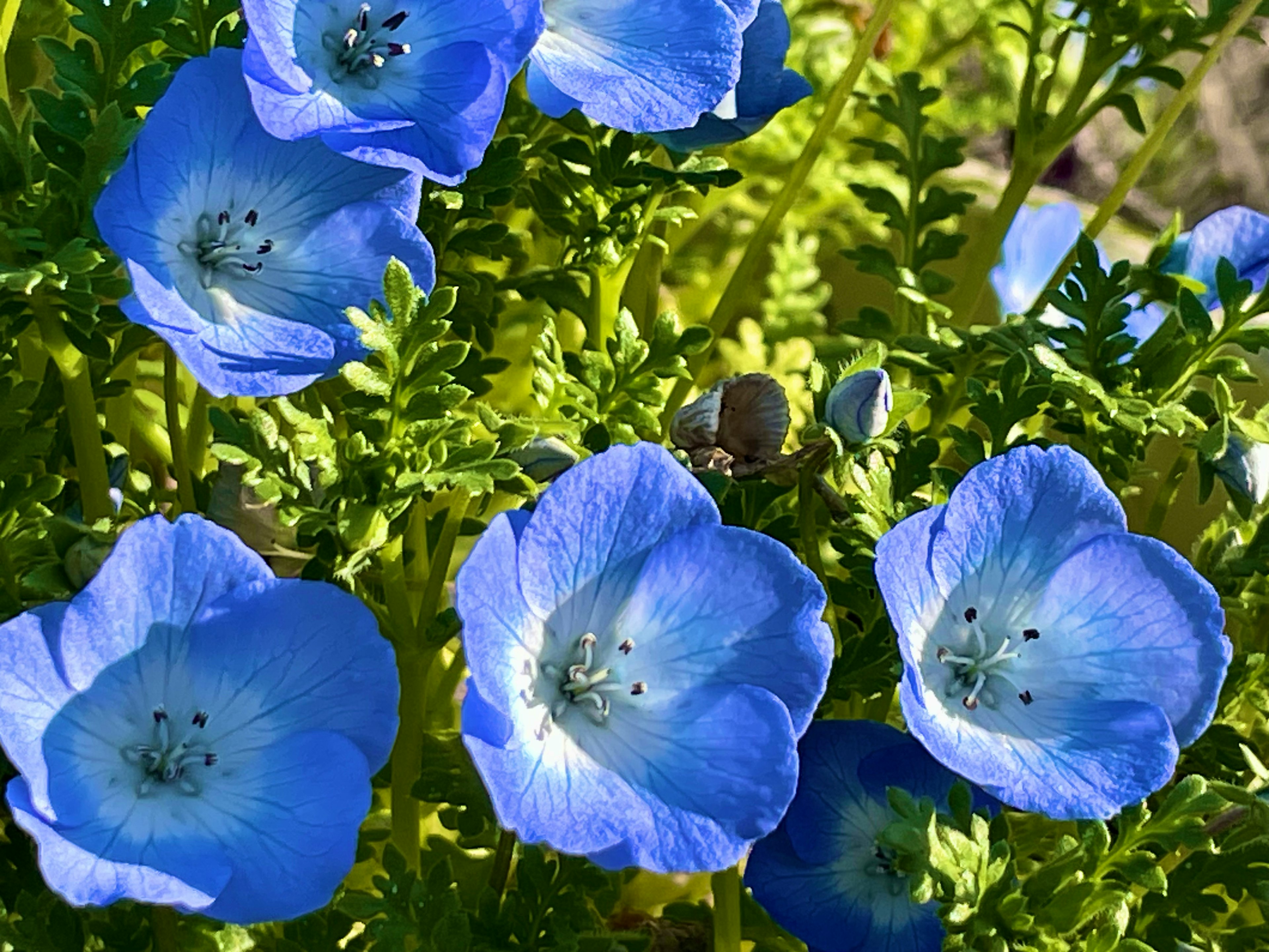 Cluster of blue nemophila flowers with green leaves