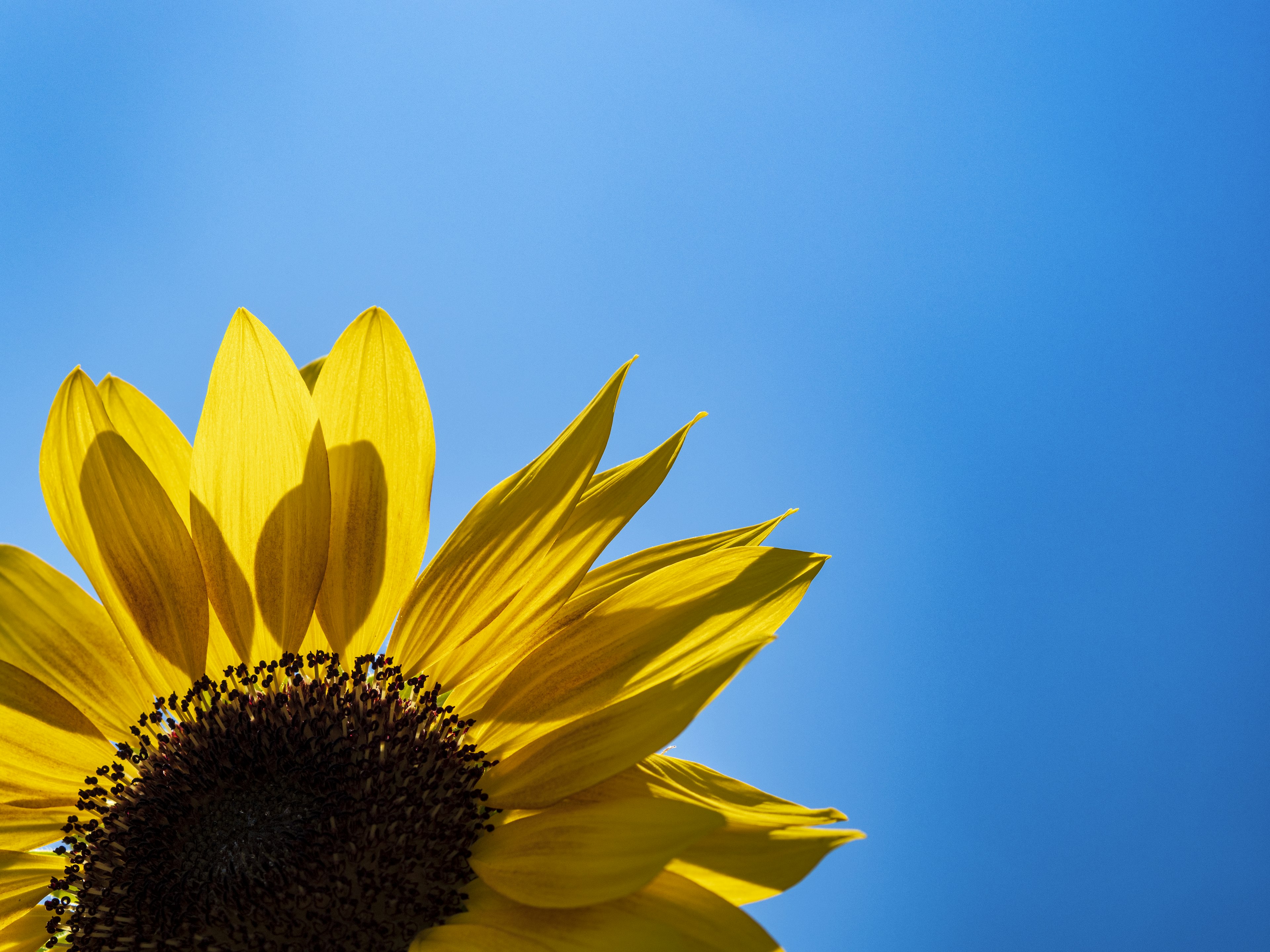 Nahaufnahme einer Sonnenblume vor einem klaren blauen Himmel