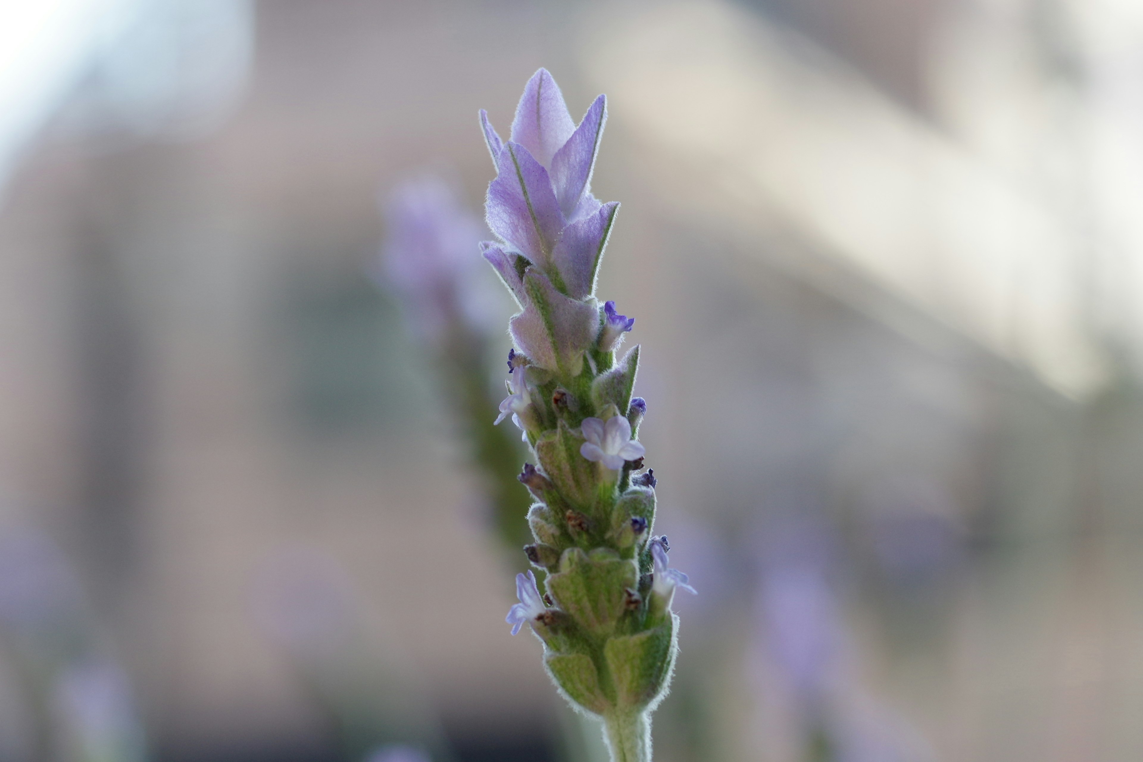 Primer plano de una planta con flores moradas