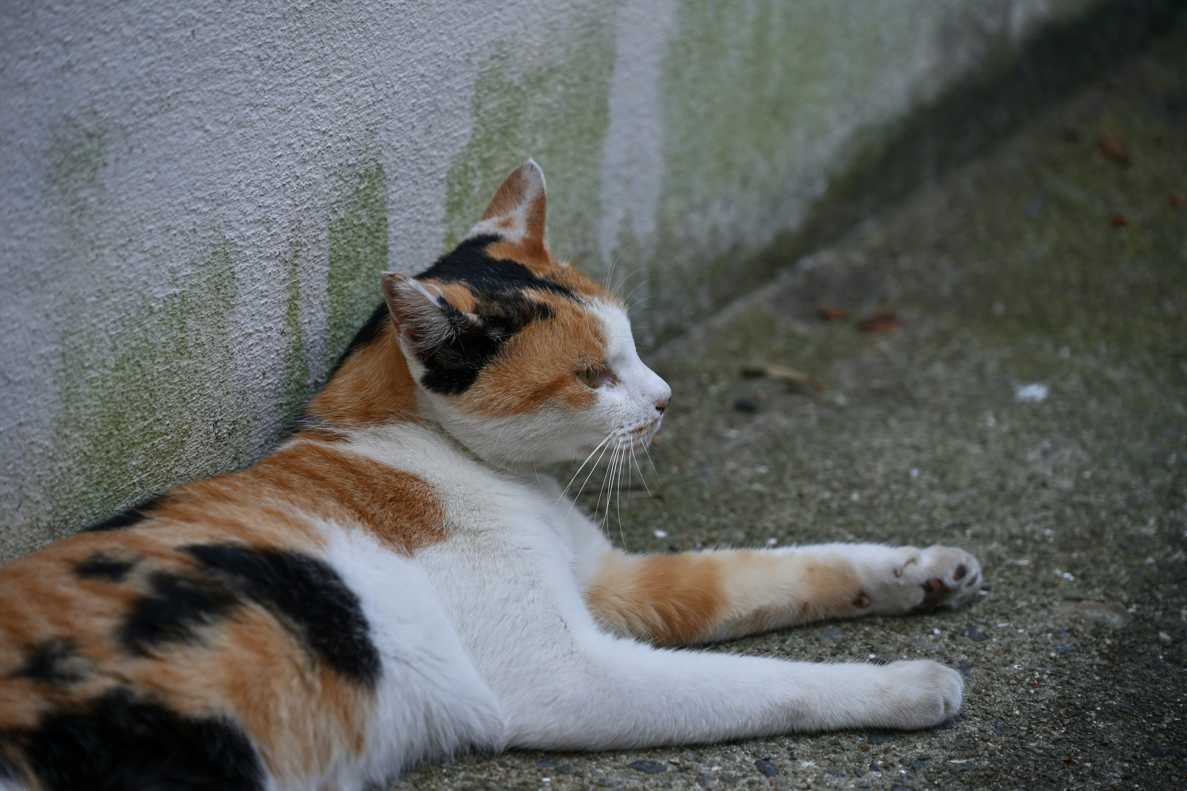 Eine dreifarbige Katze liegt an einer Wand