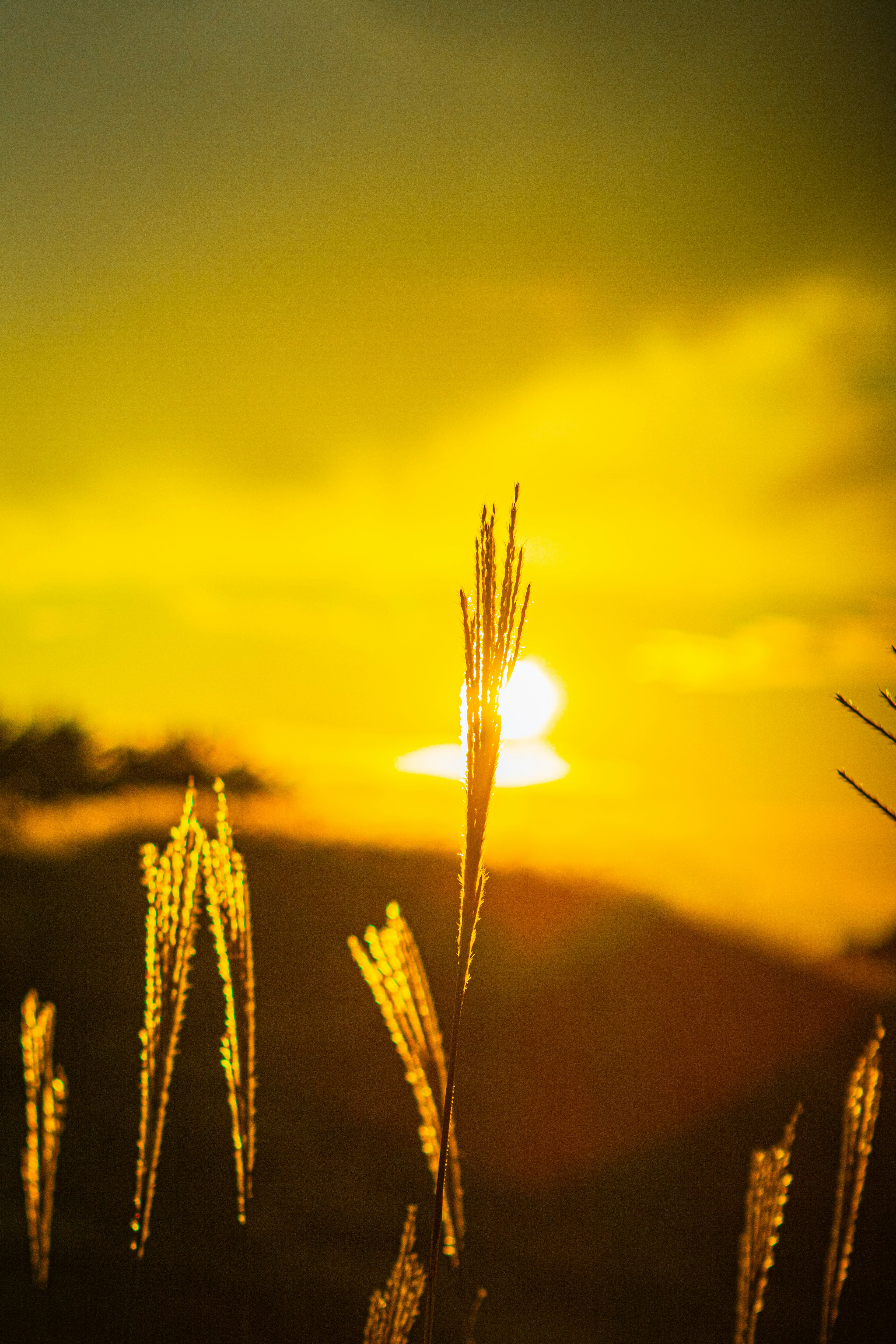 夕日を背景にした草の穂が輝く風景