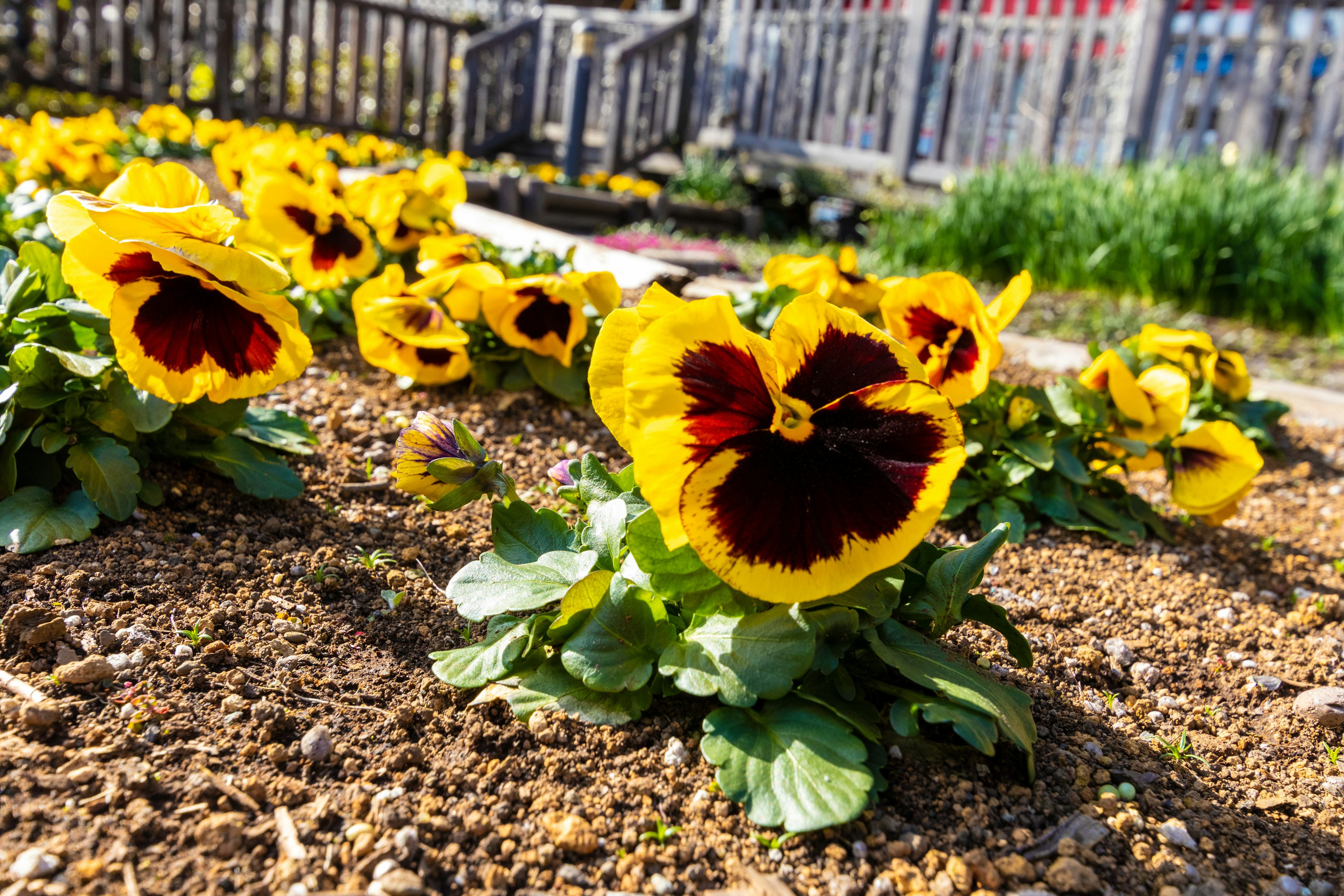 Pemandangan taman dengan bunga pansy kuning dan hitam yang cerah