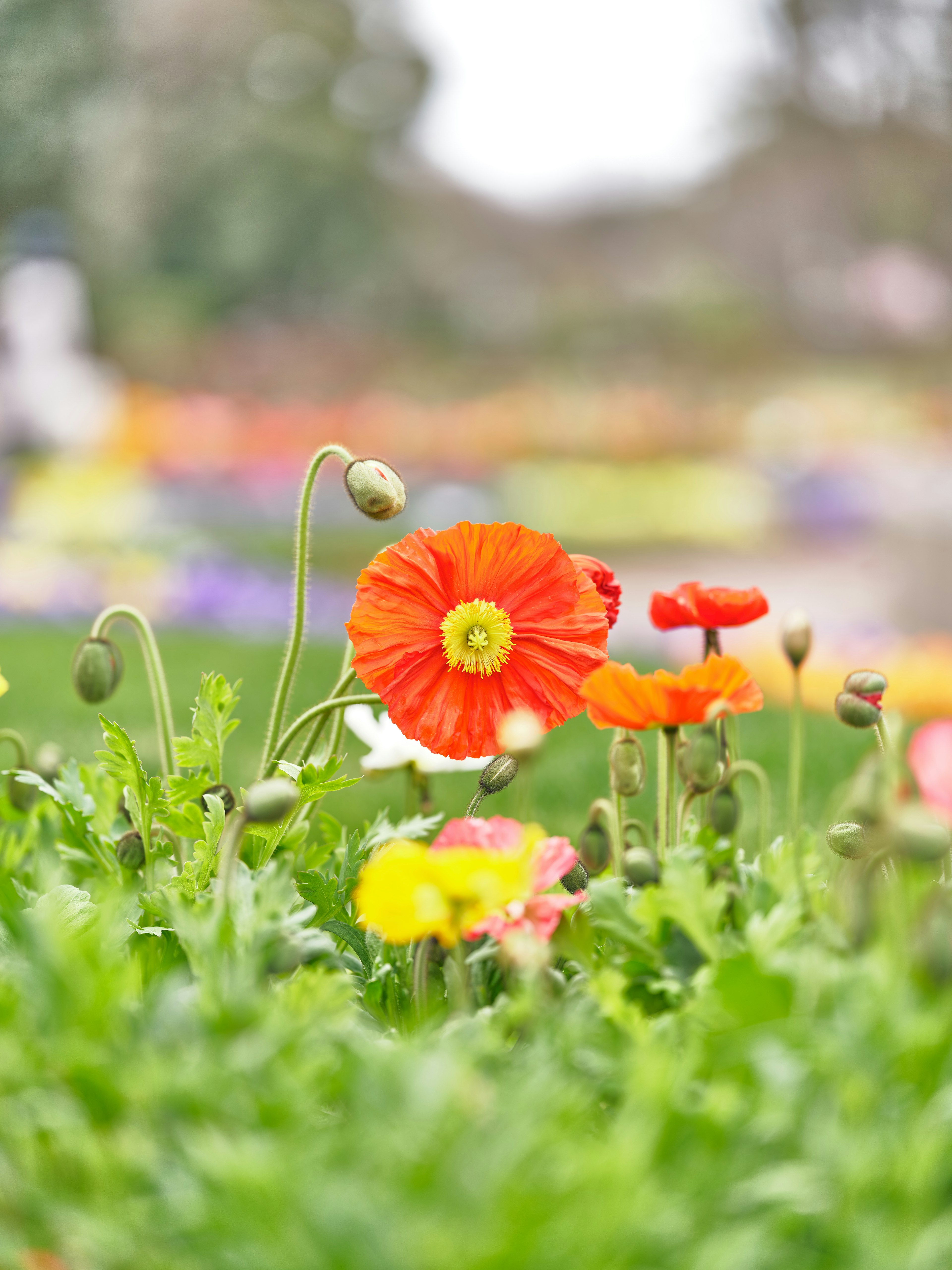 Vibrant orange flower among colorful blooms in a garden setting