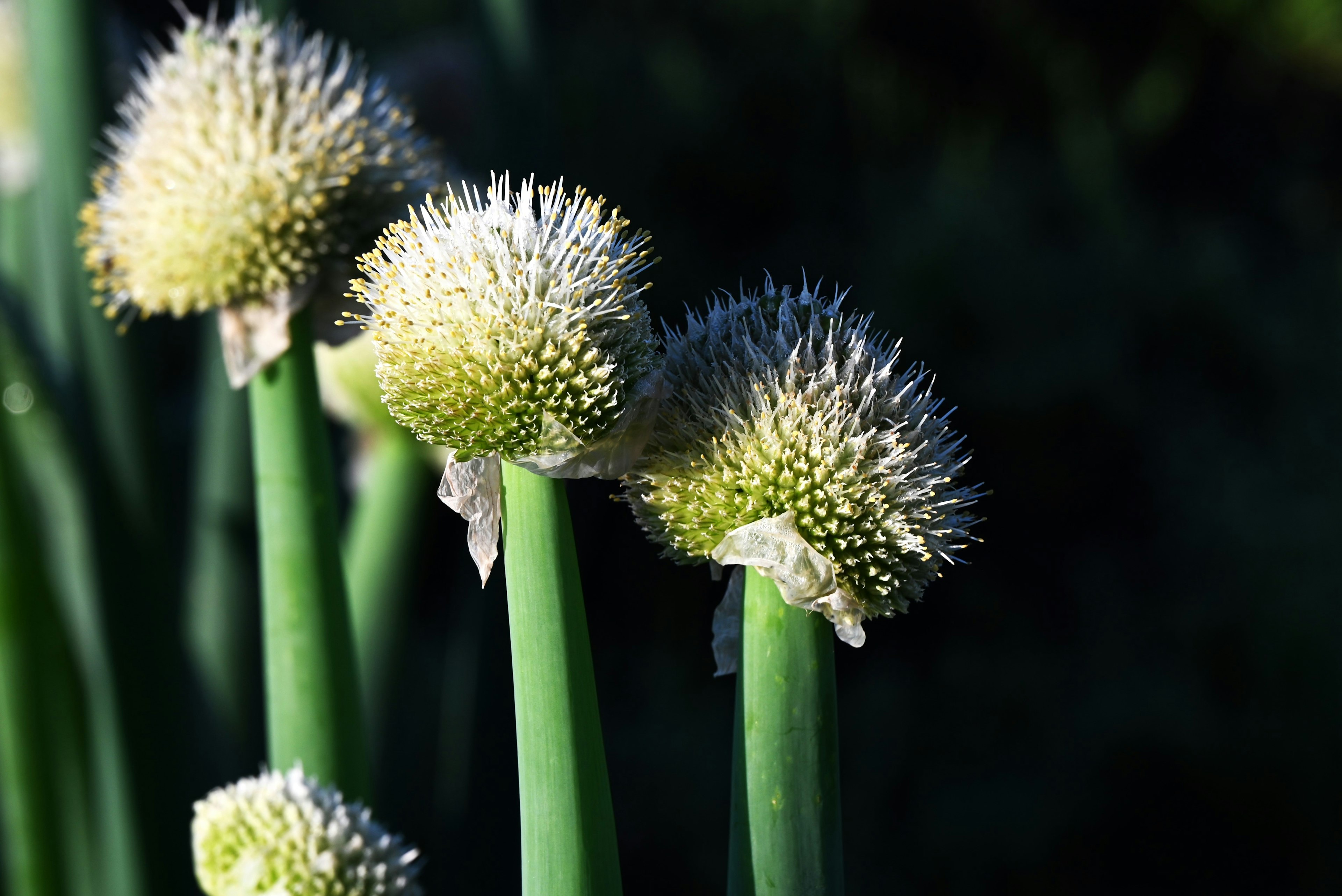 Close-up of green stems with round white flowers on a plant