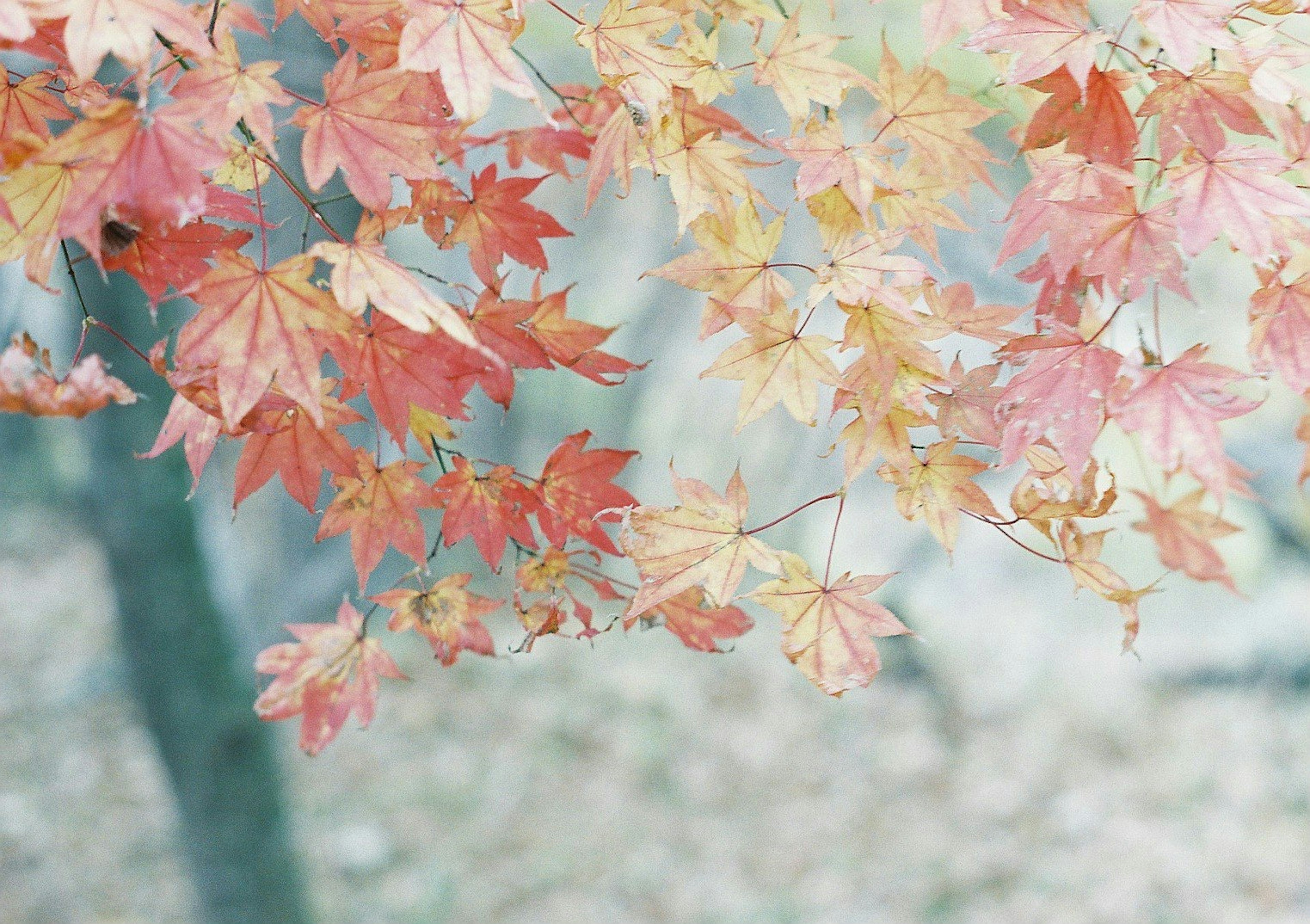 秋の紅葉した葉が風に揺れている様子