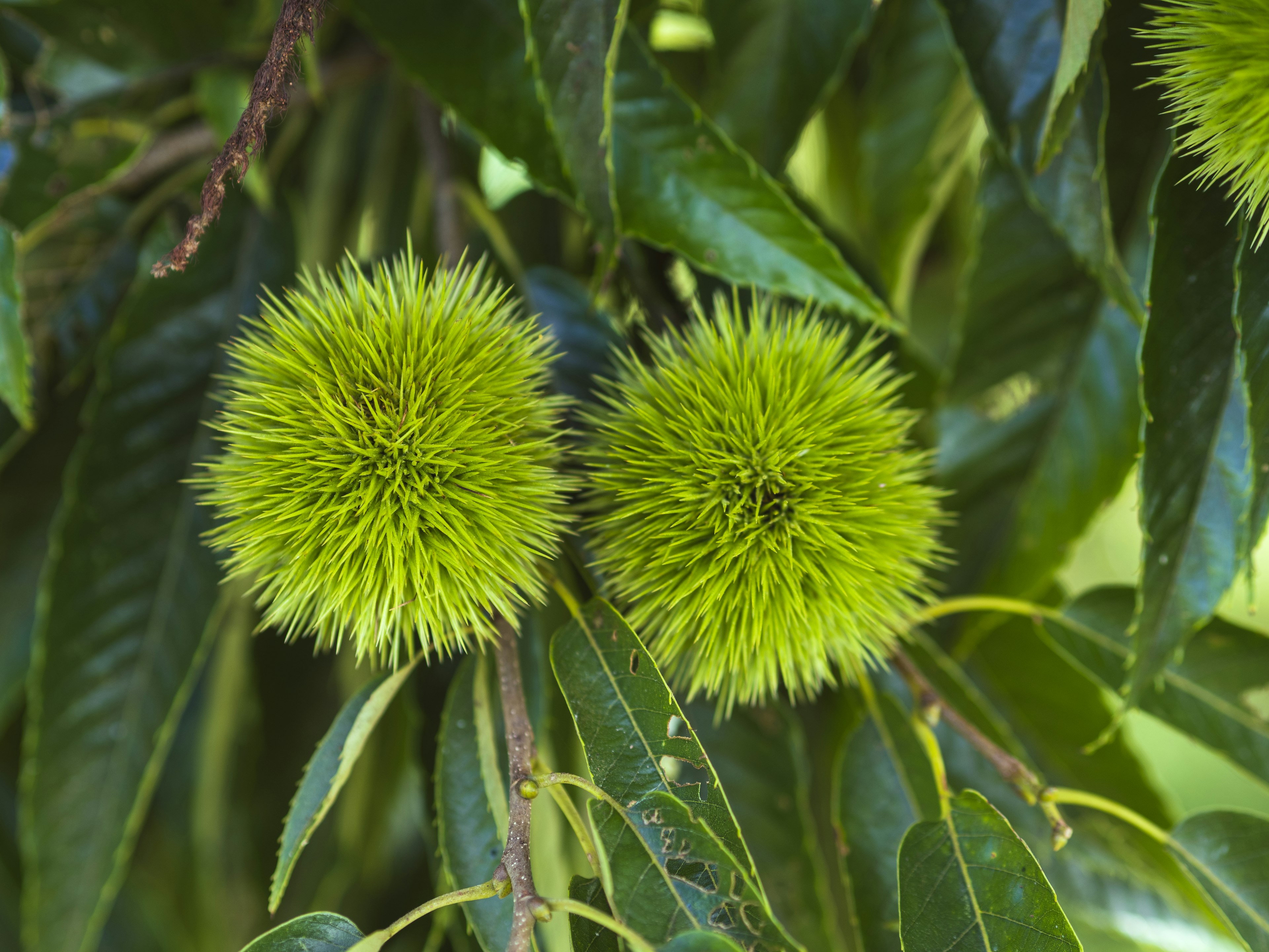 Frutti spinosi verdi su un albero con foglie