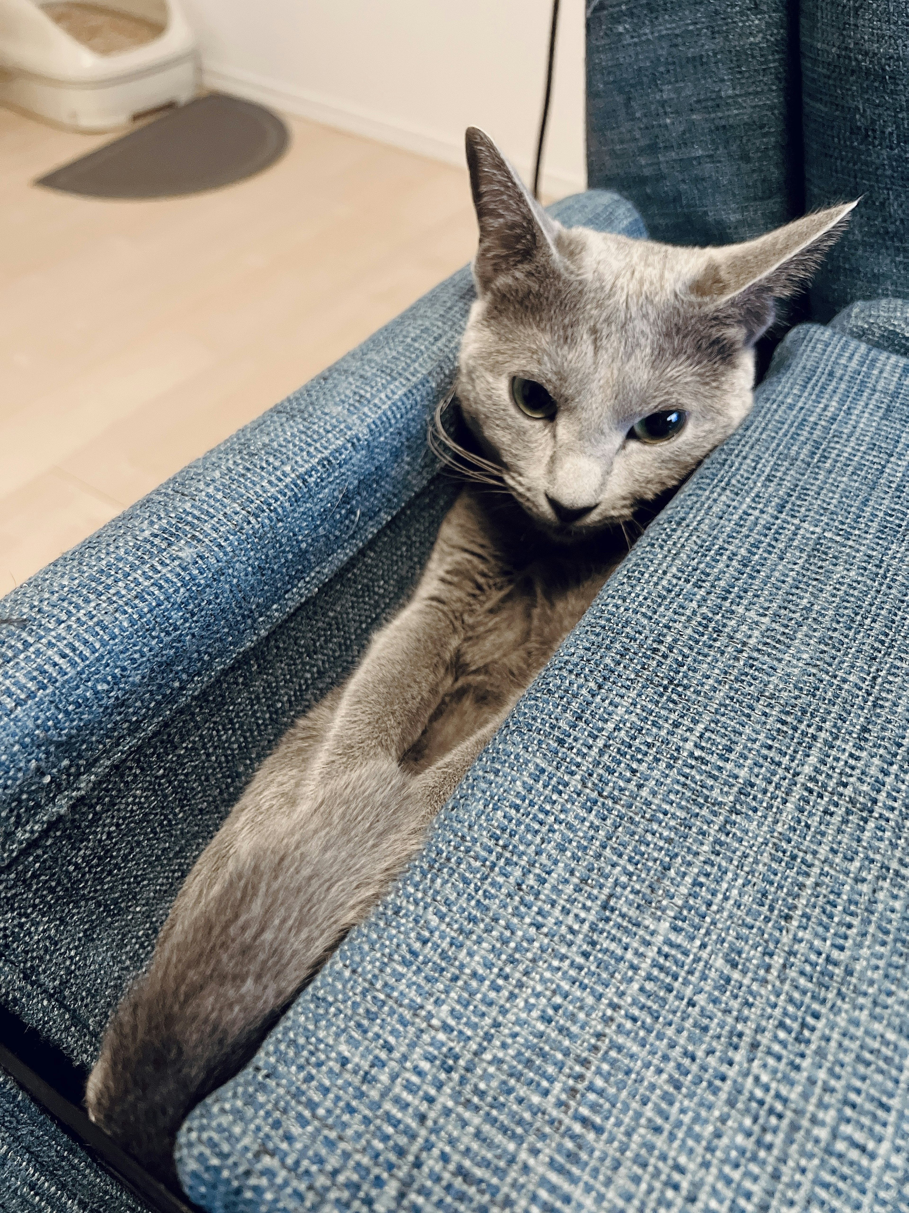 Gray cat lounging in the gap of a blue sofa