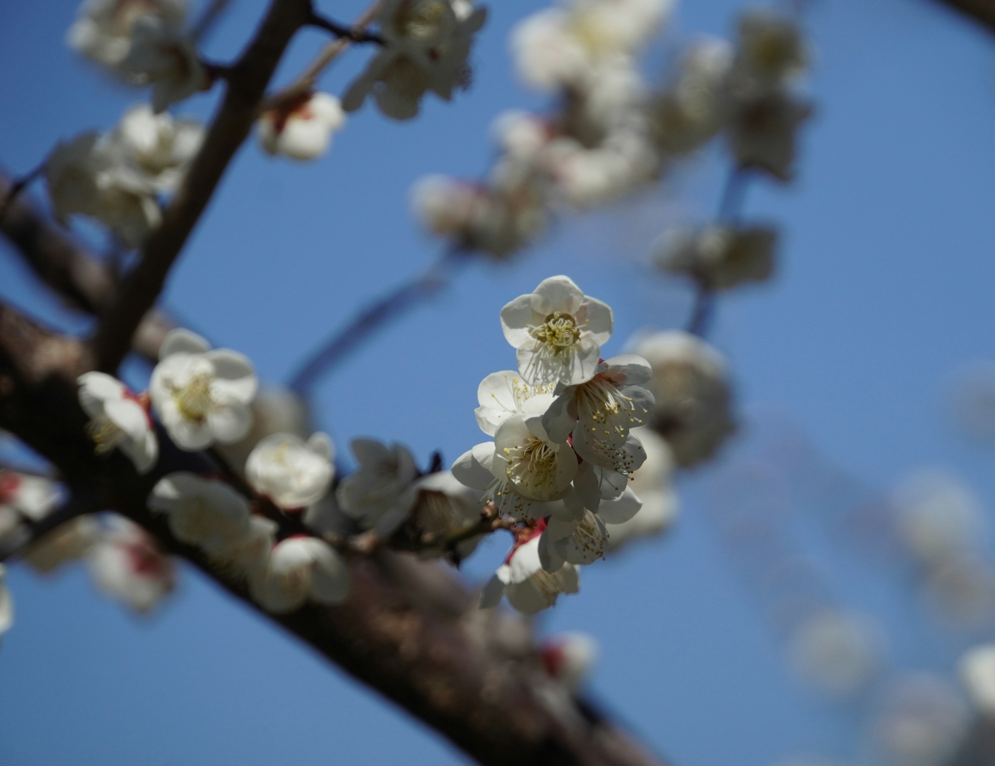 Ramo di fiori bianchi in fiore sotto un cielo blu