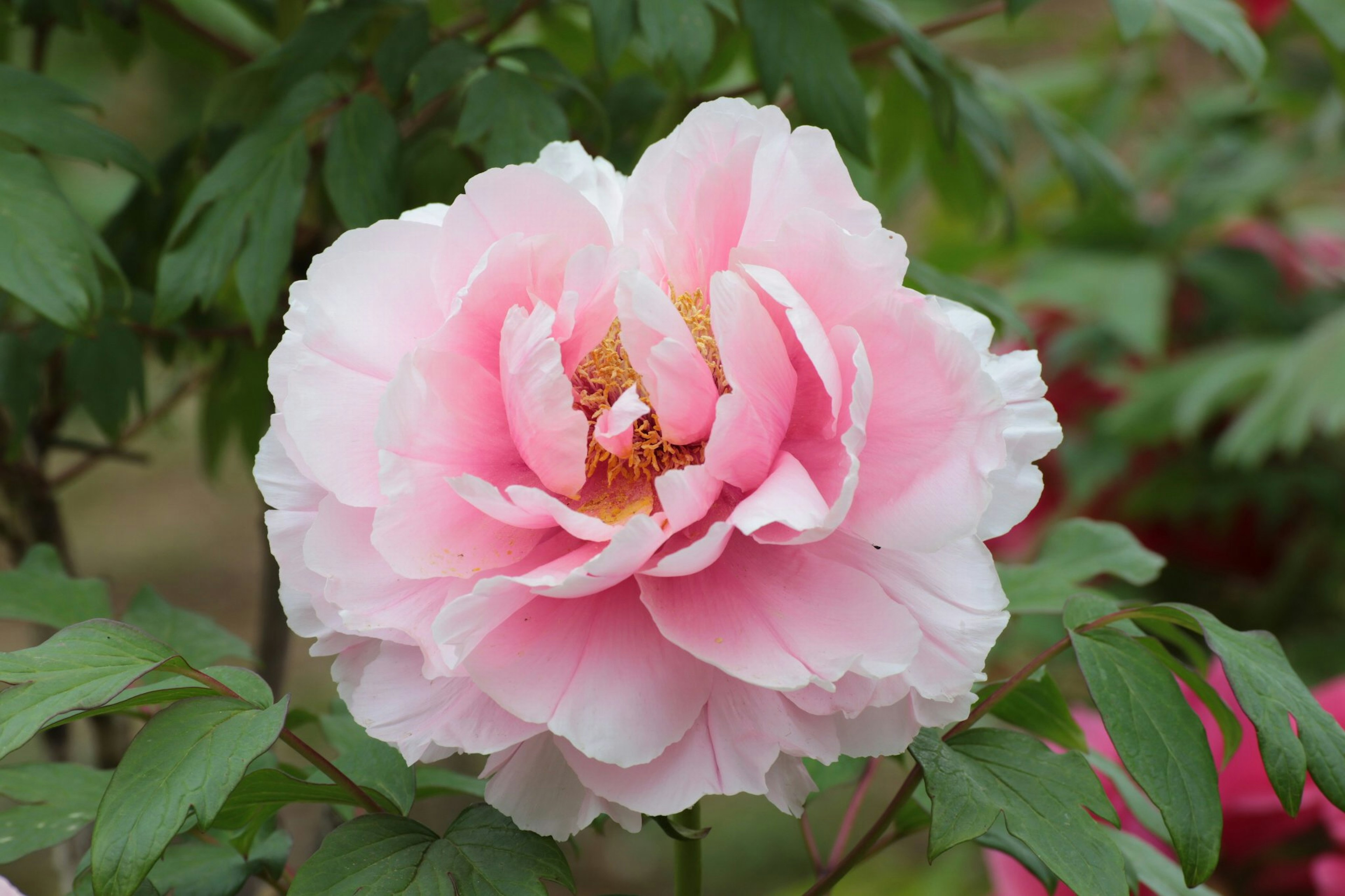 Gros plan d'une belle fleur rose en fleurs sur une plante