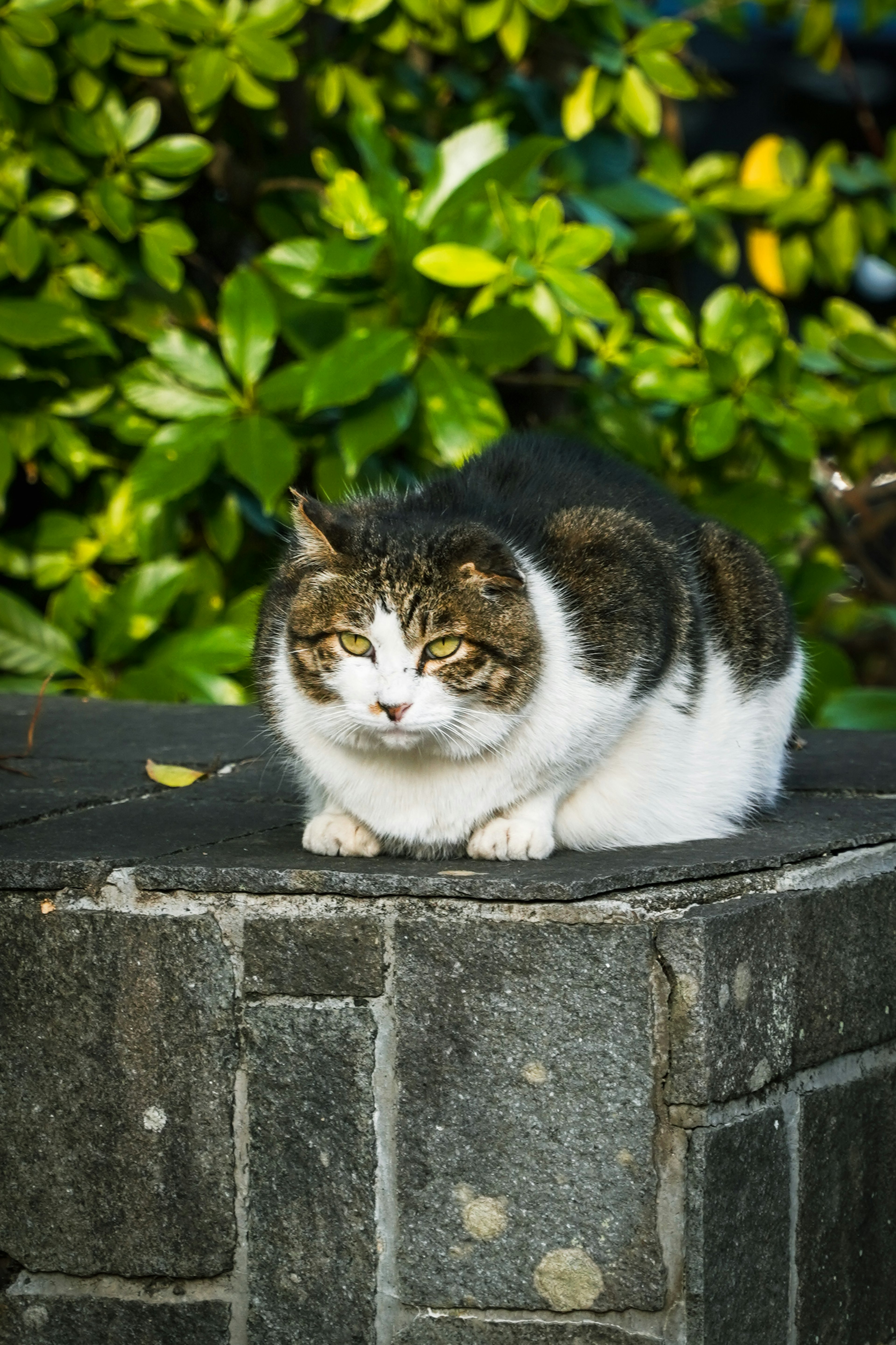 石の上に座っている白と茶色の猫 周囲には緑の植物