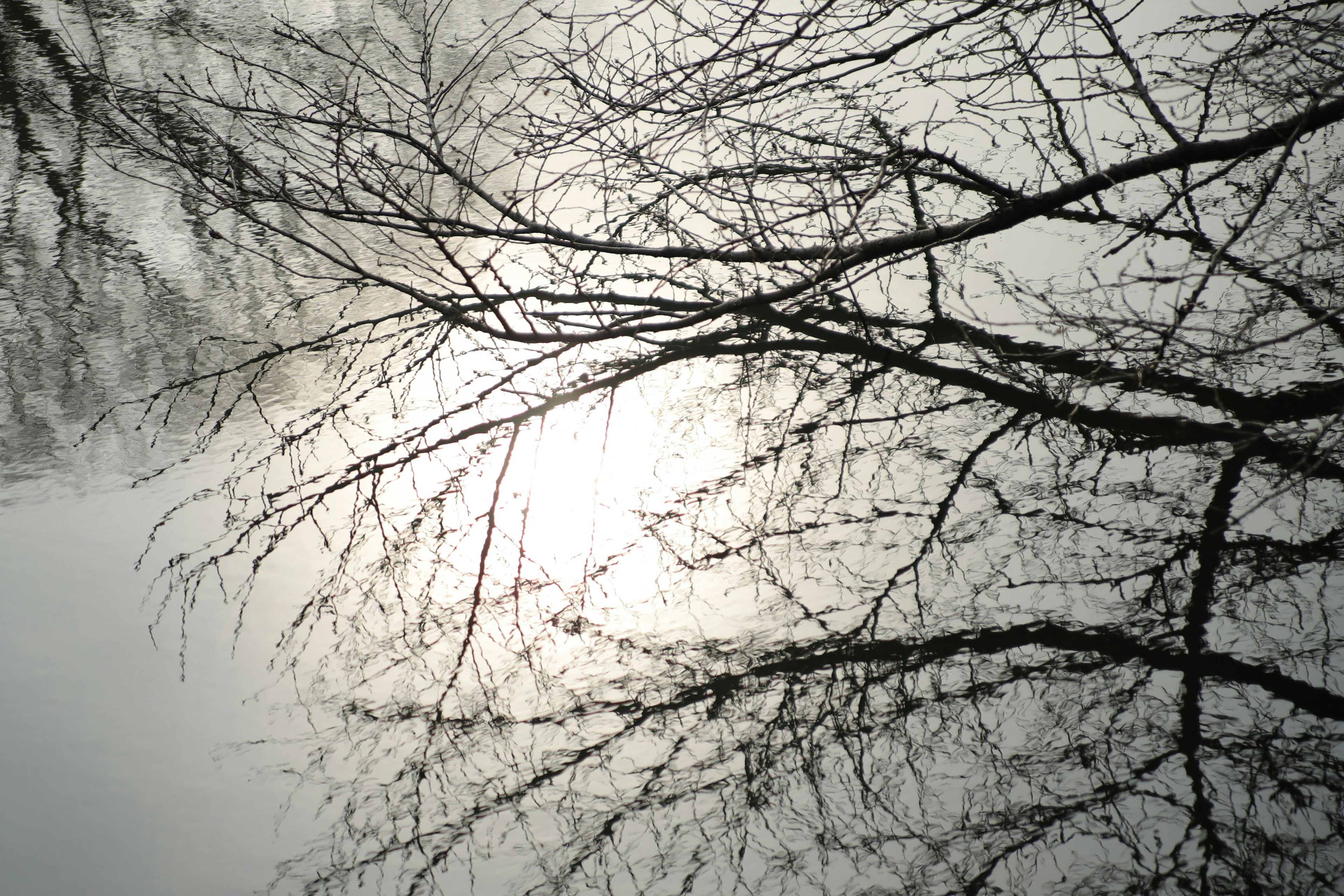 Silhouette of tree branches against a cloudy sky