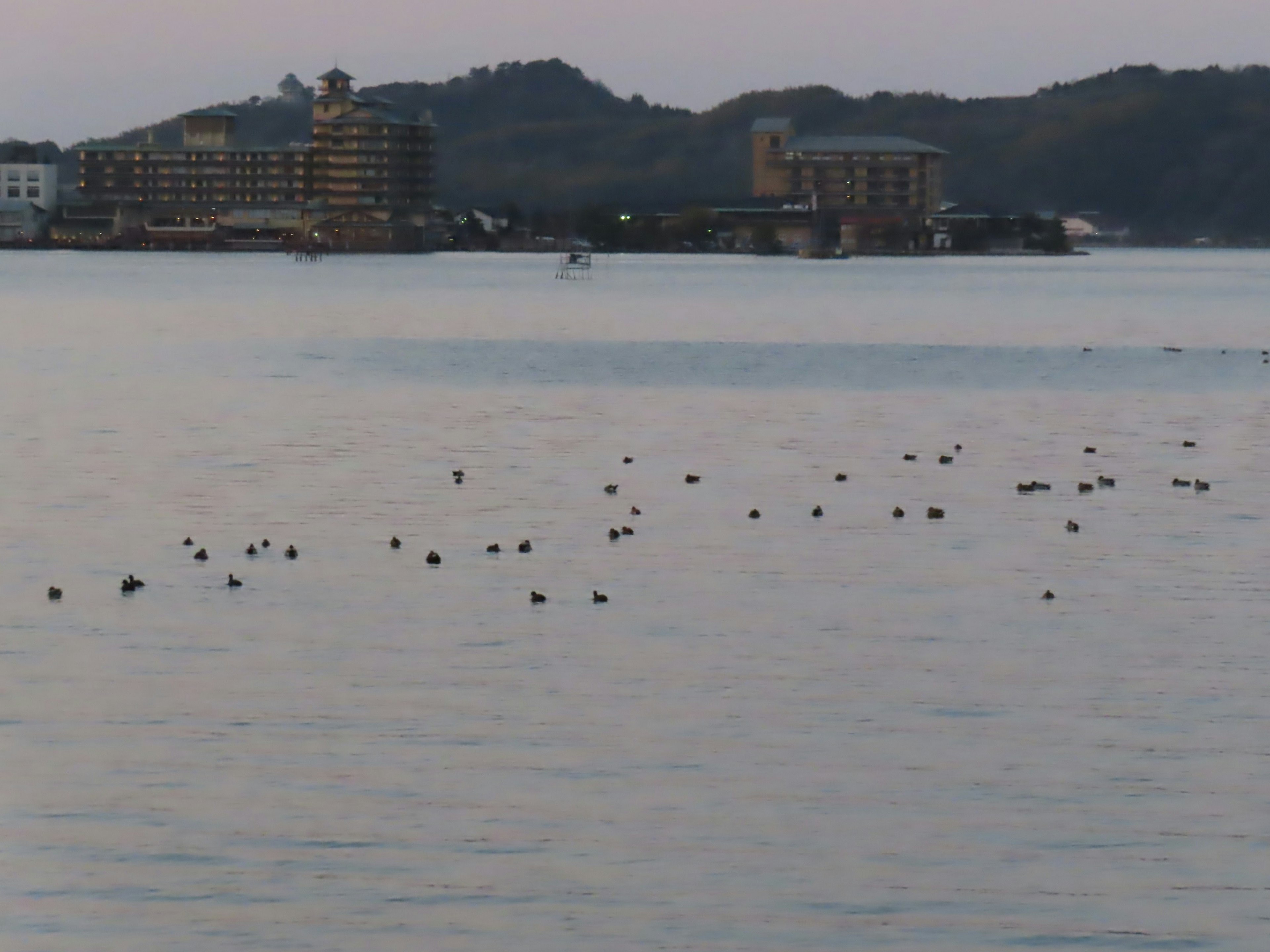 海に浮かぶ鳥たちと背景の建物の風景