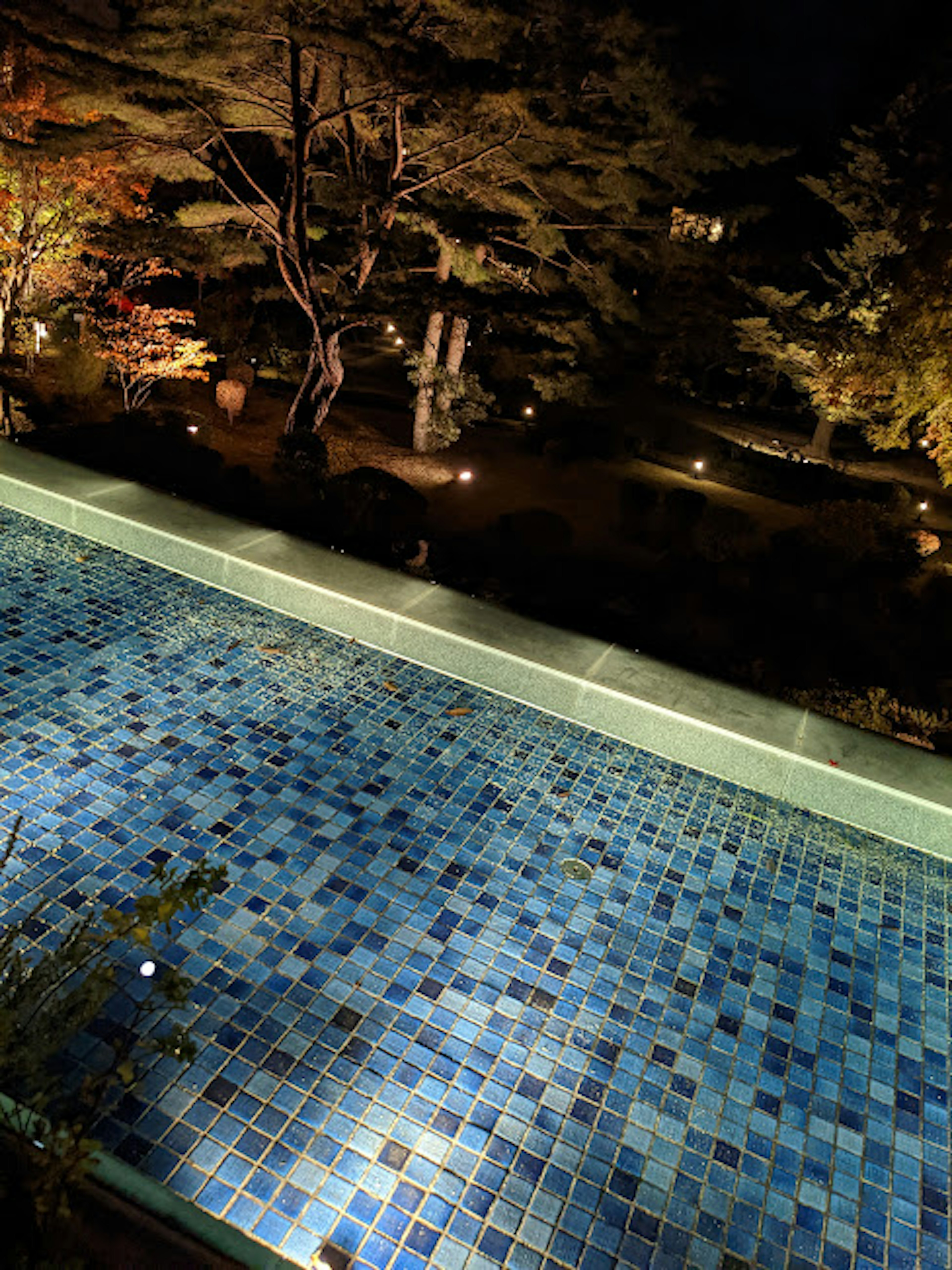 Vue nocturne d'une piscine carrelée de bleu entourée de plantes dans un jardin